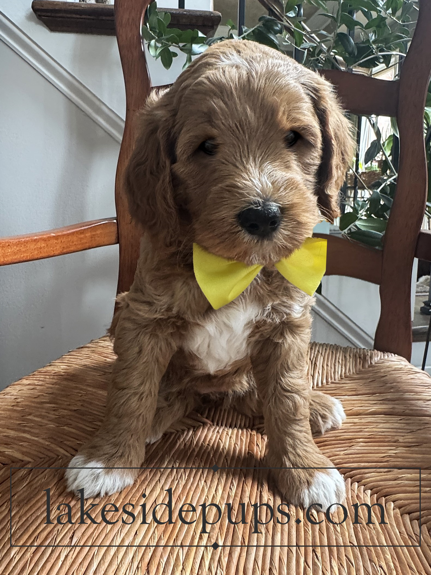 six weeks old