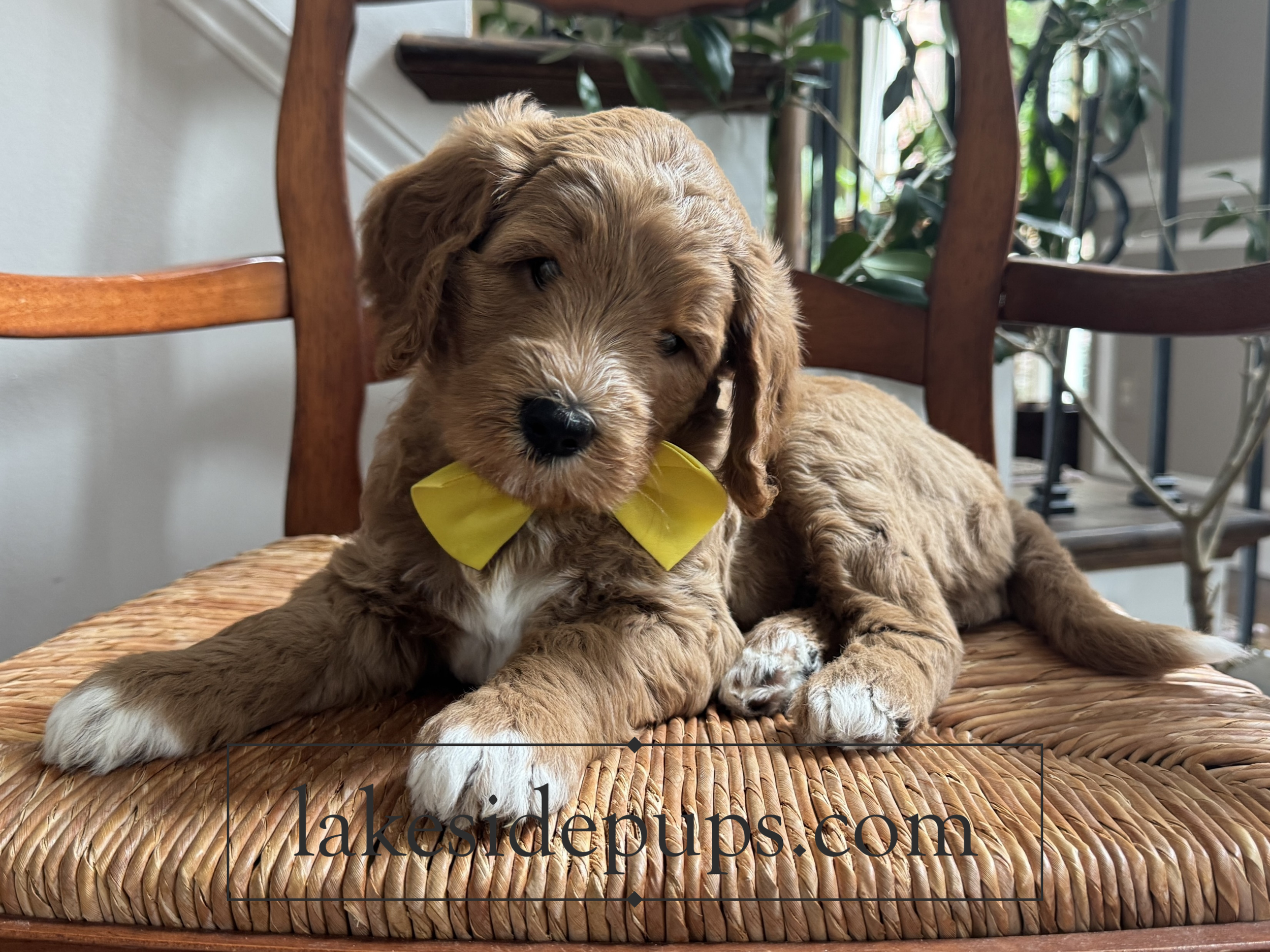 six weeks old