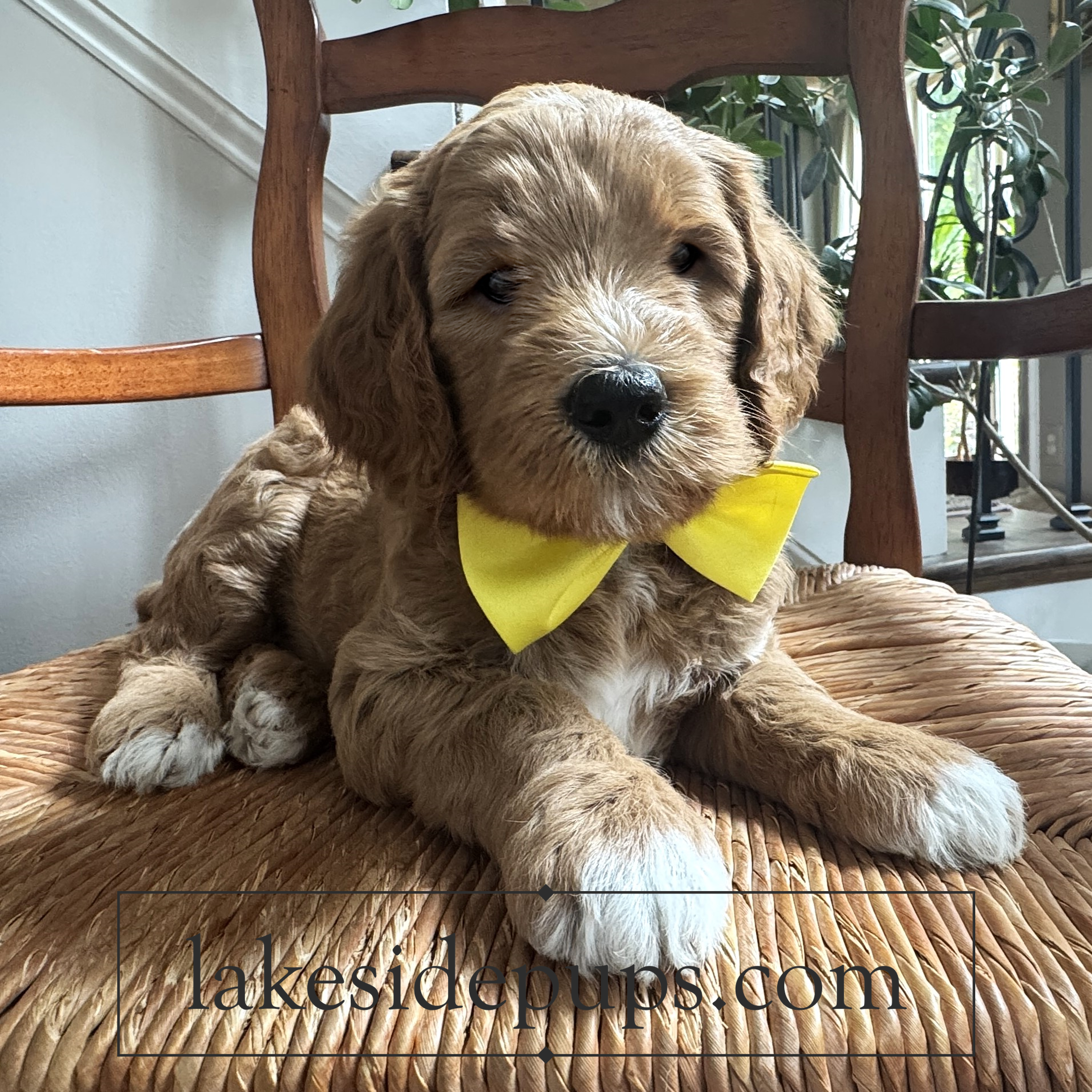 six weeks old