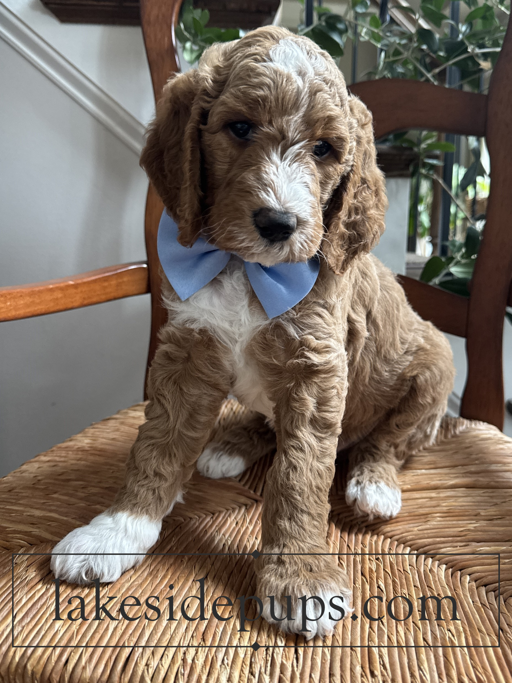 six weeks old