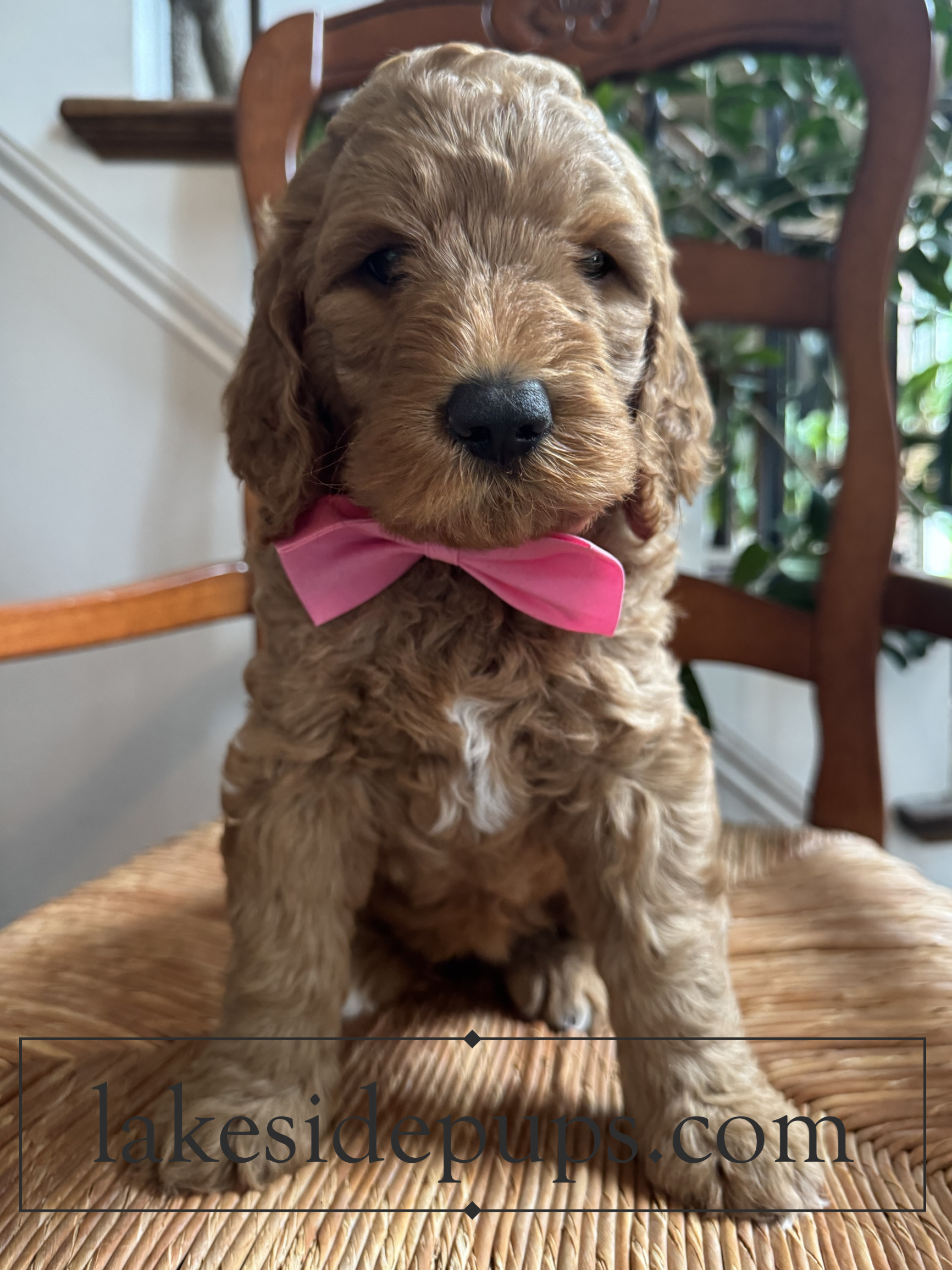 six weeks old