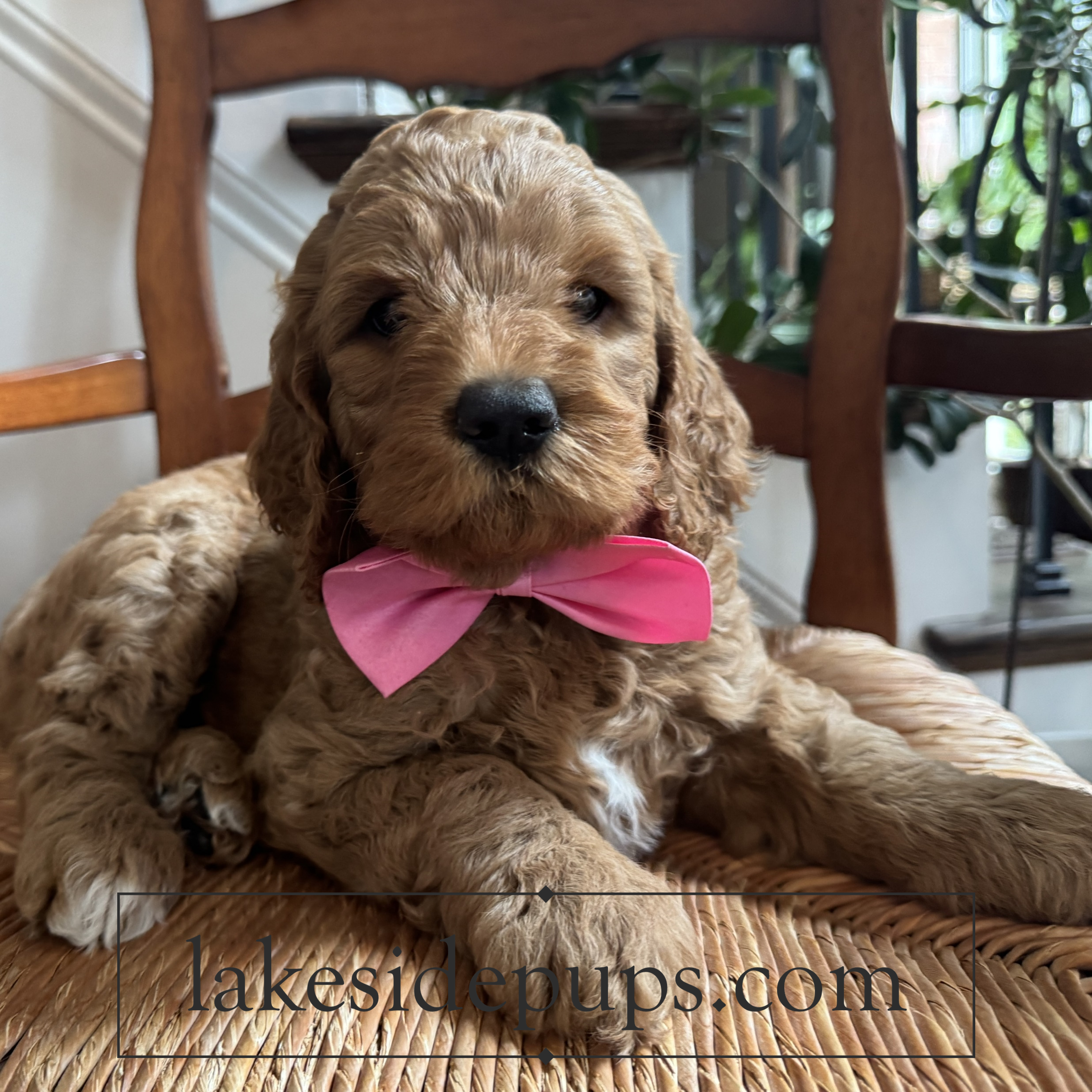 six weeks old
