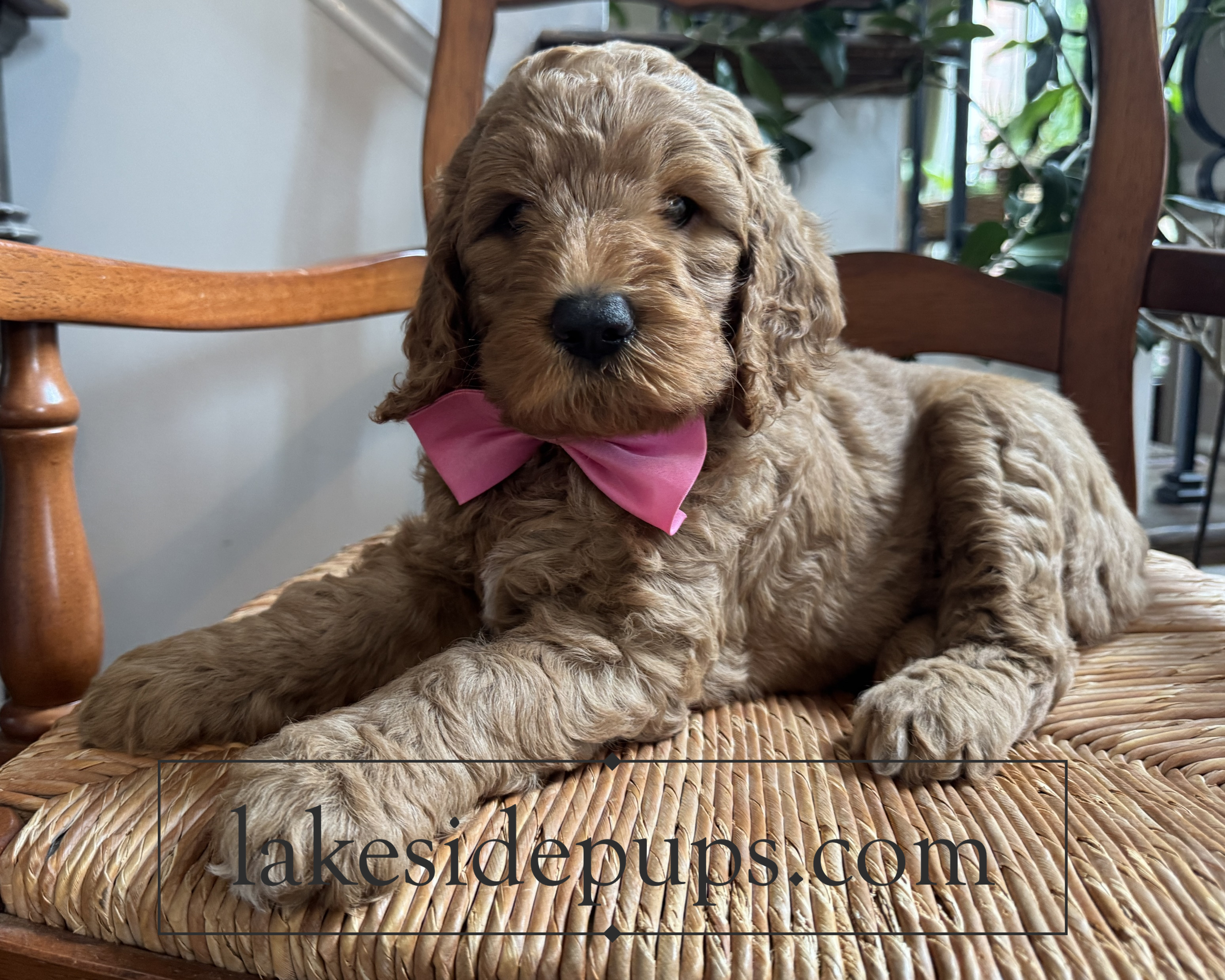 six weeks old