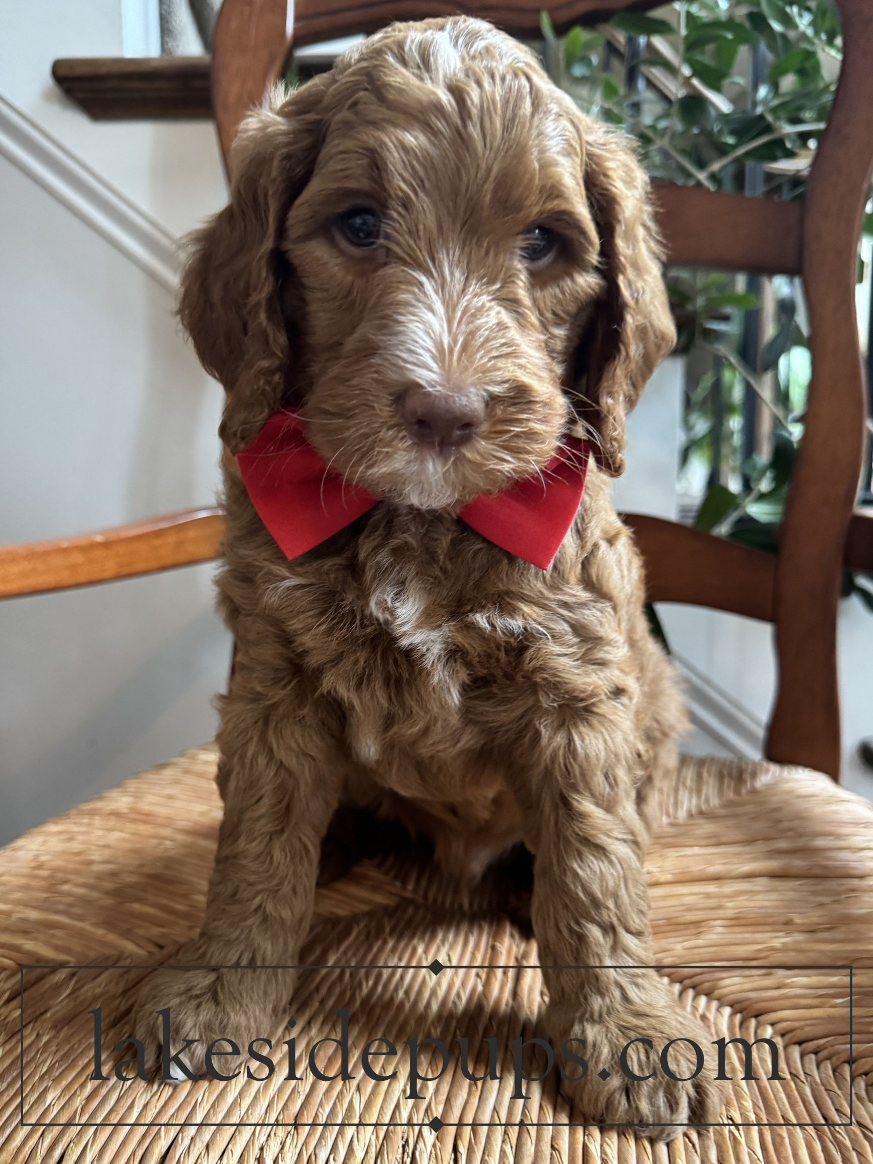 six weeks old