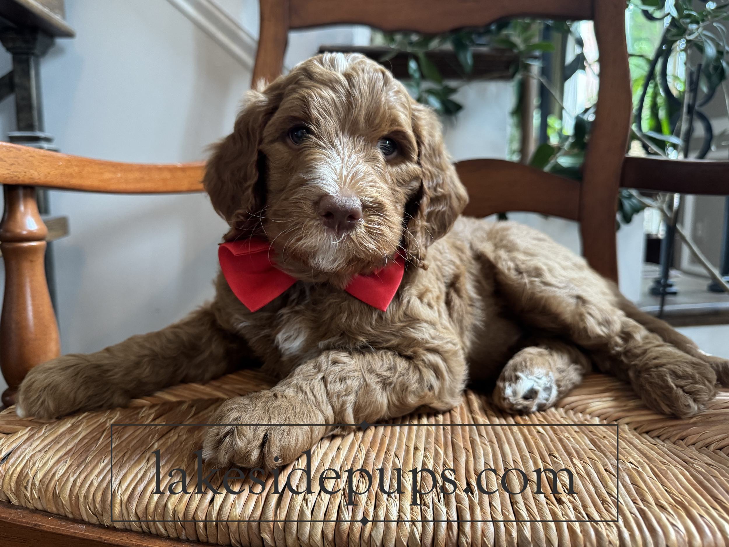 six weeks old