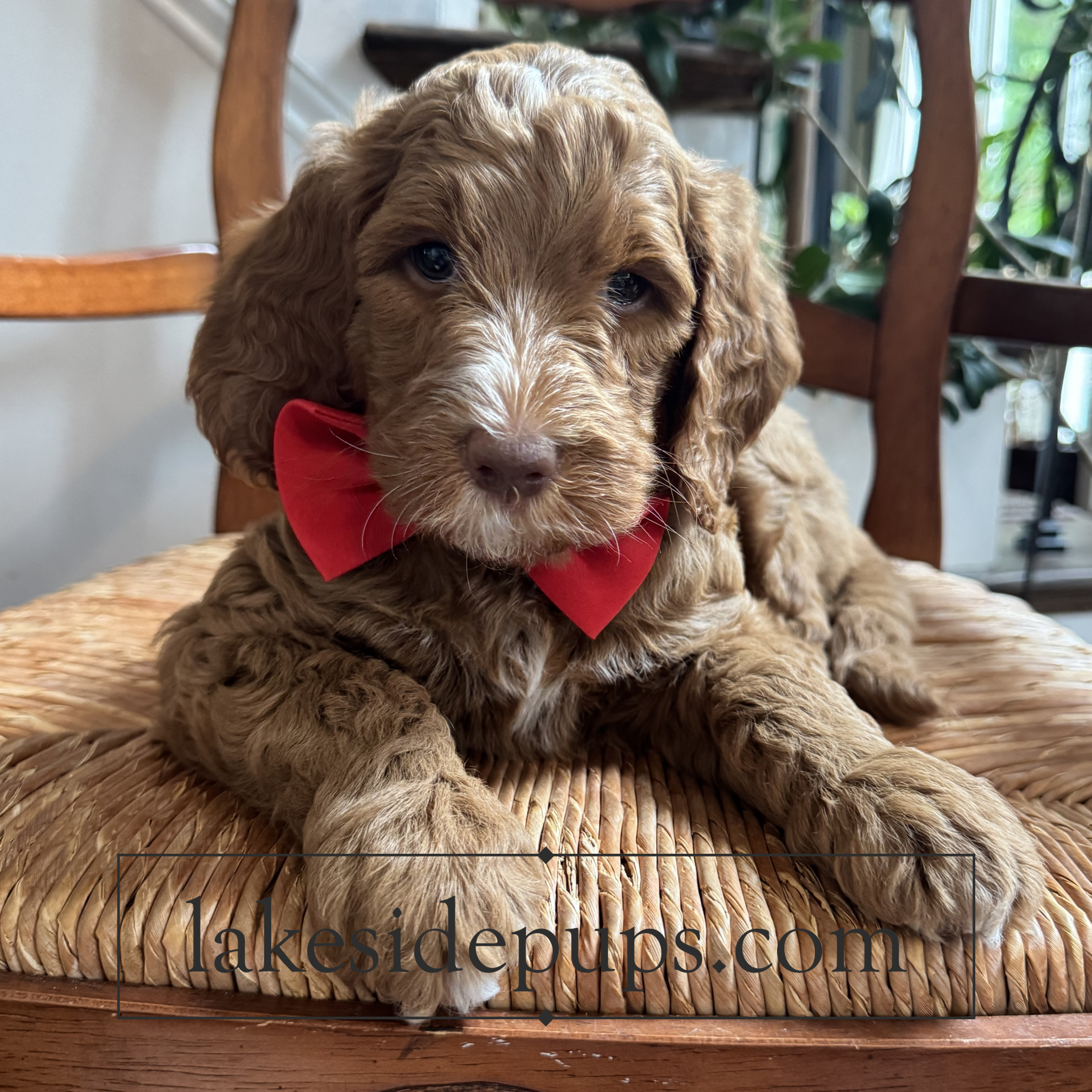 six weeks old