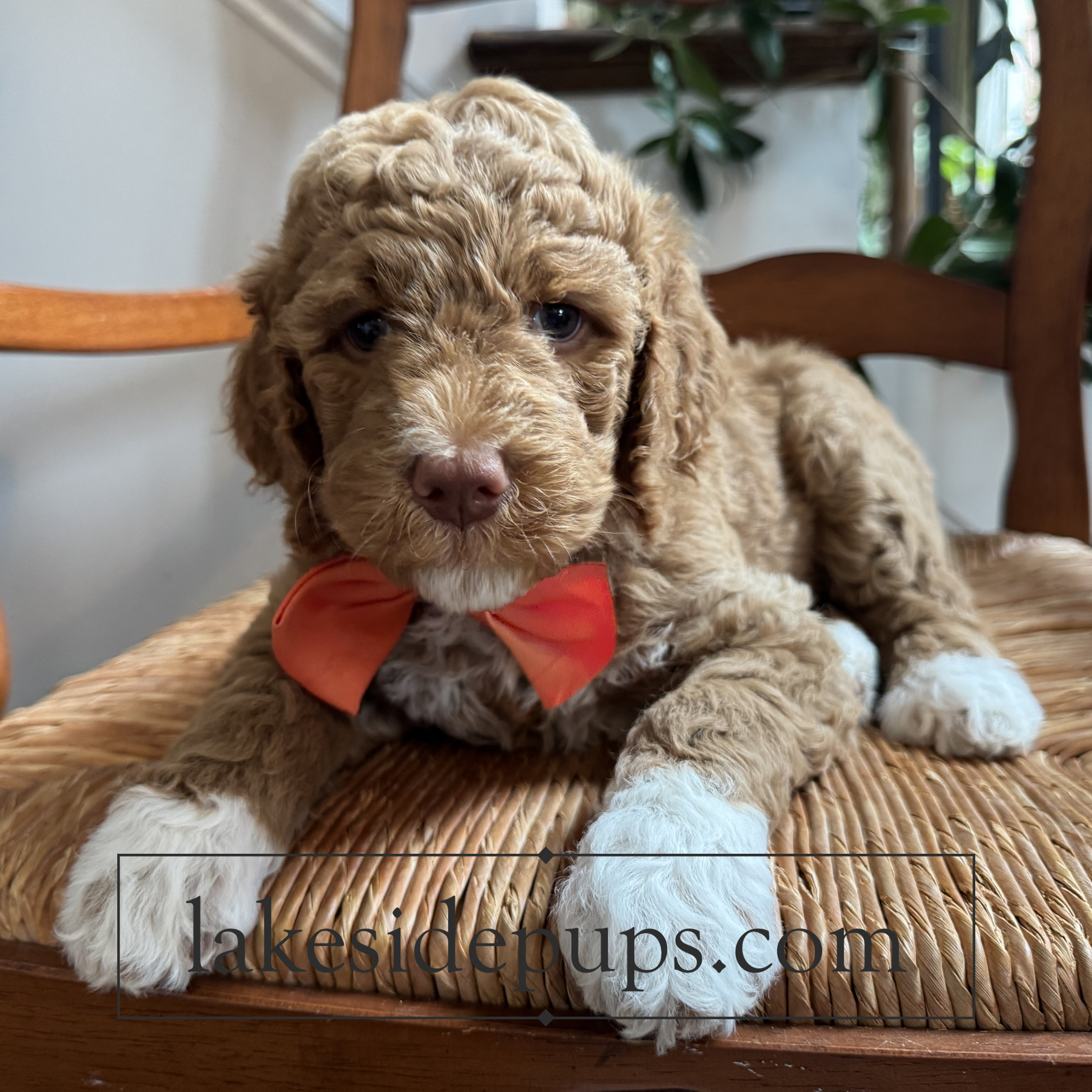 six weeks old
