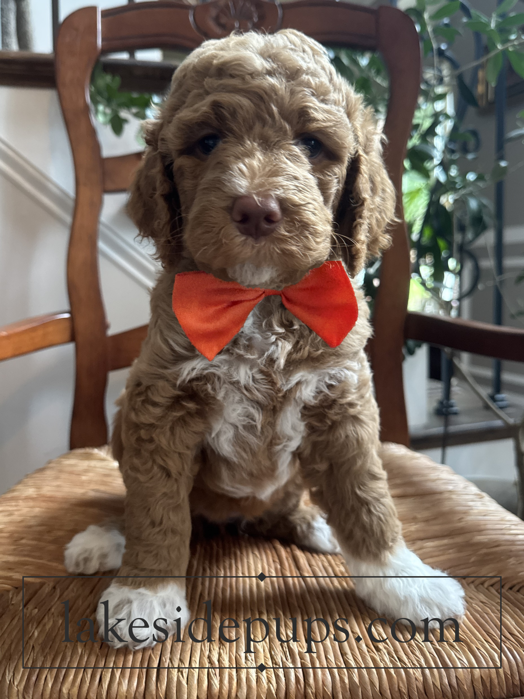 six weeks old