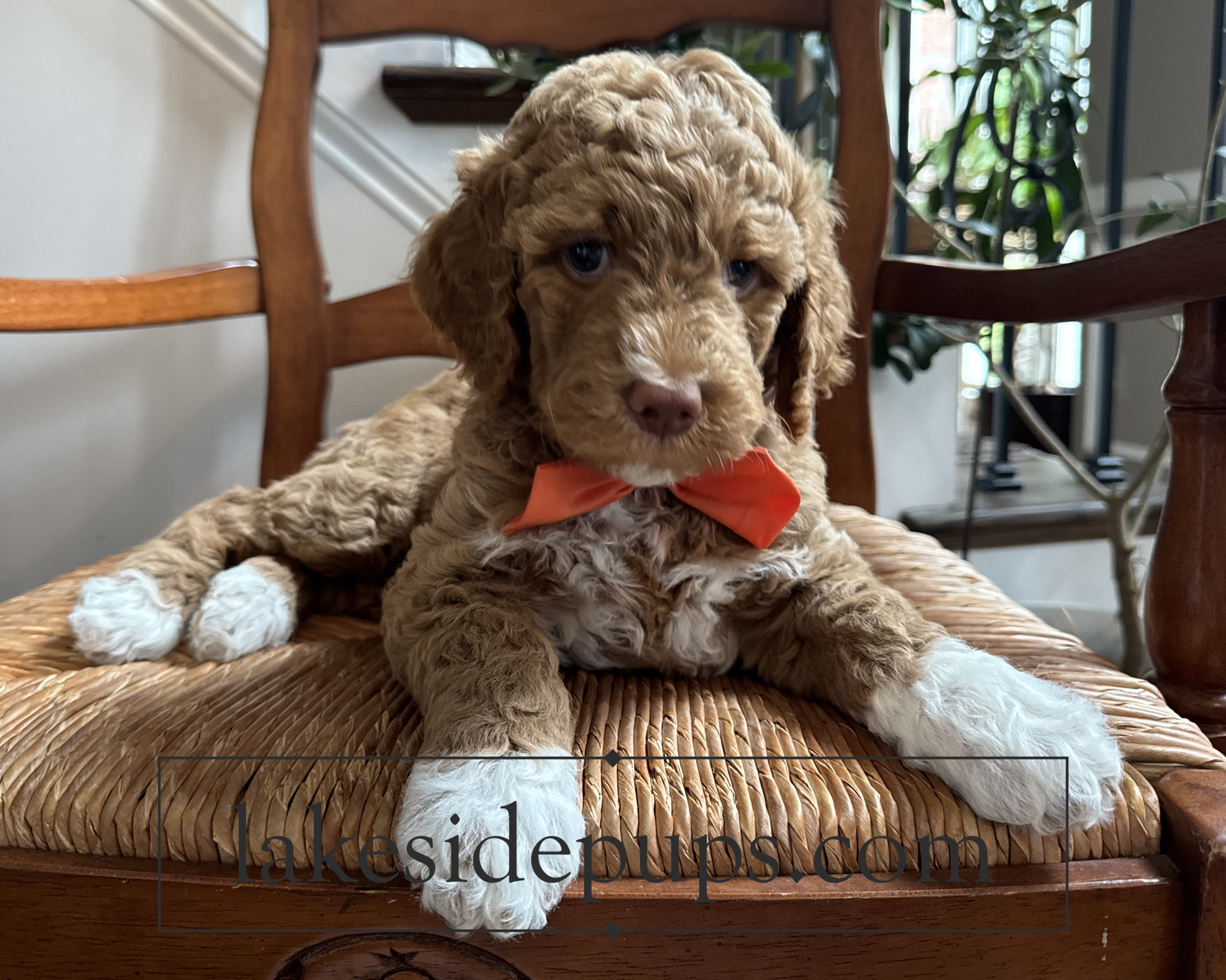 six weeks old