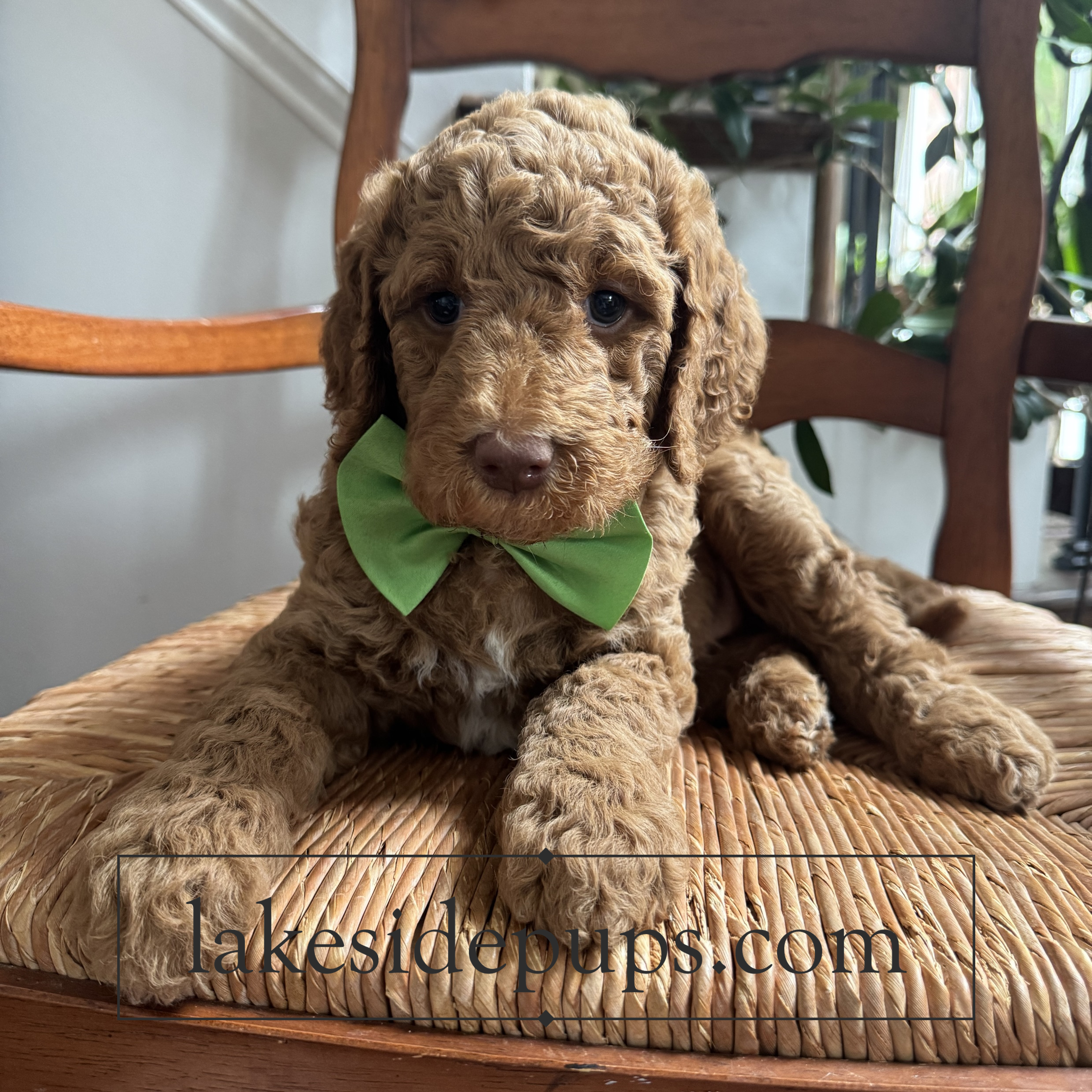 six weeks old