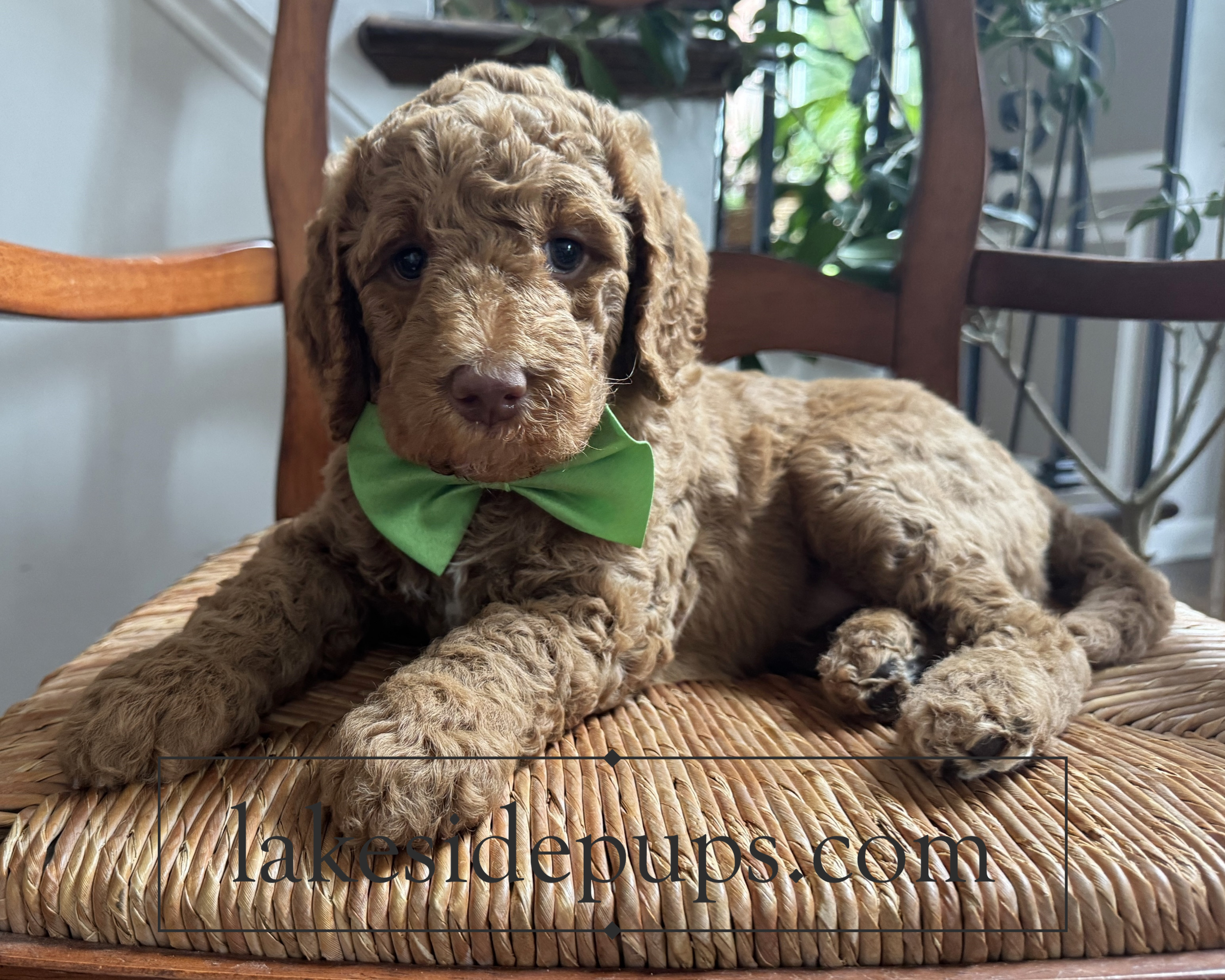 six weeks old