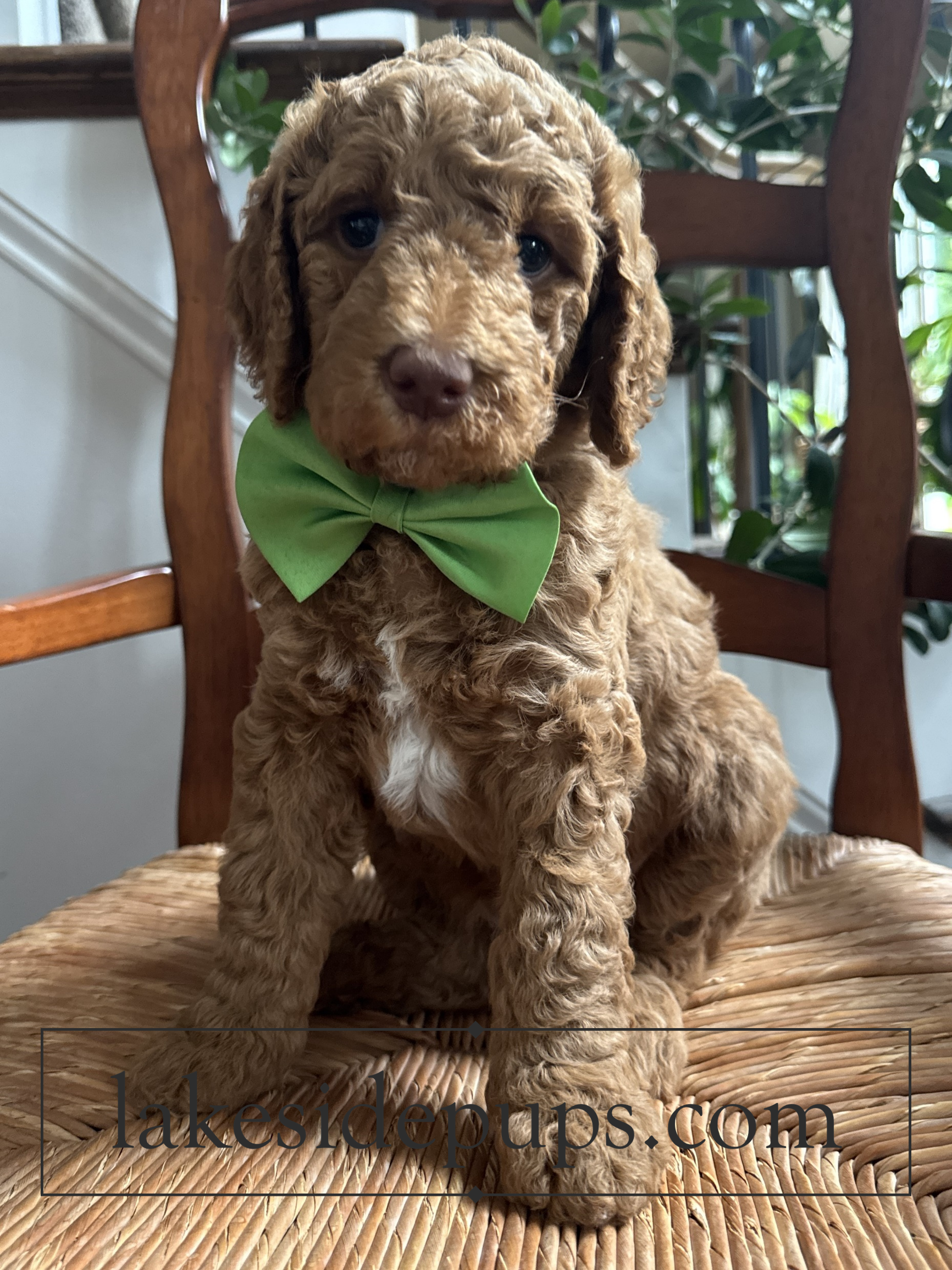 six weeks old