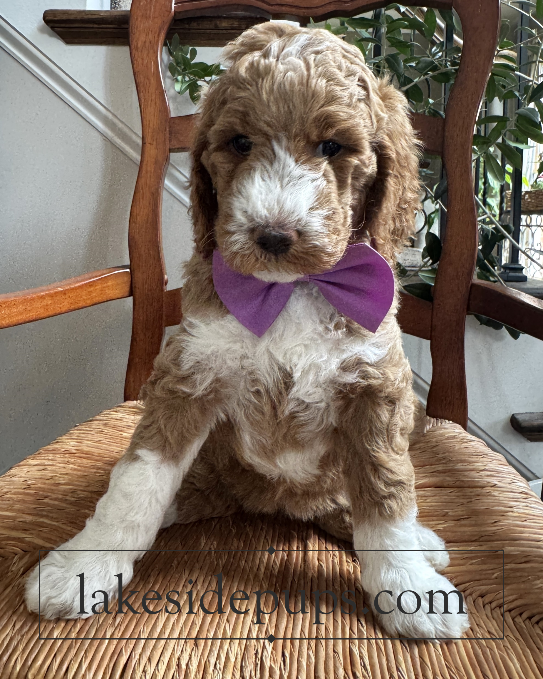 six weeks old