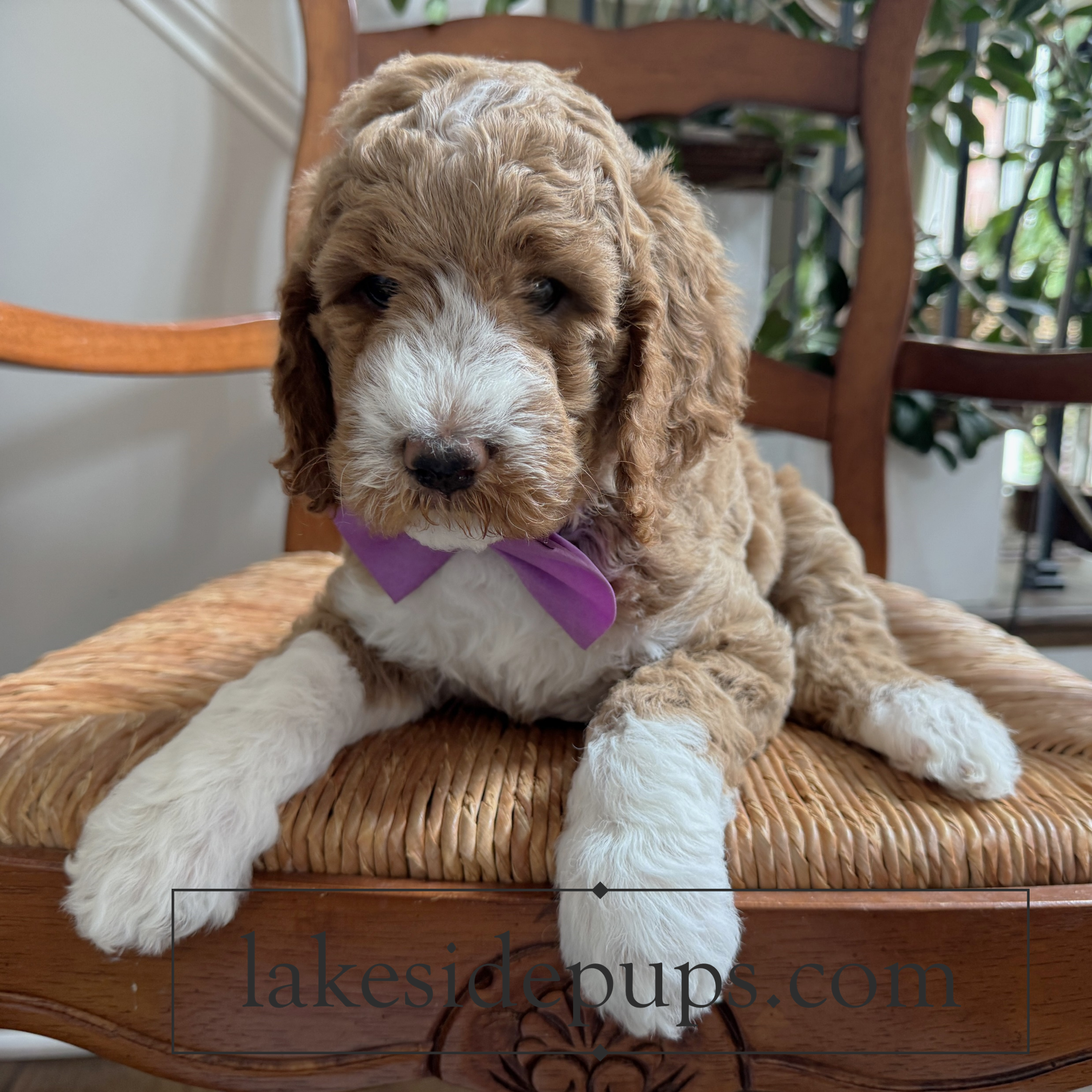six weeks old