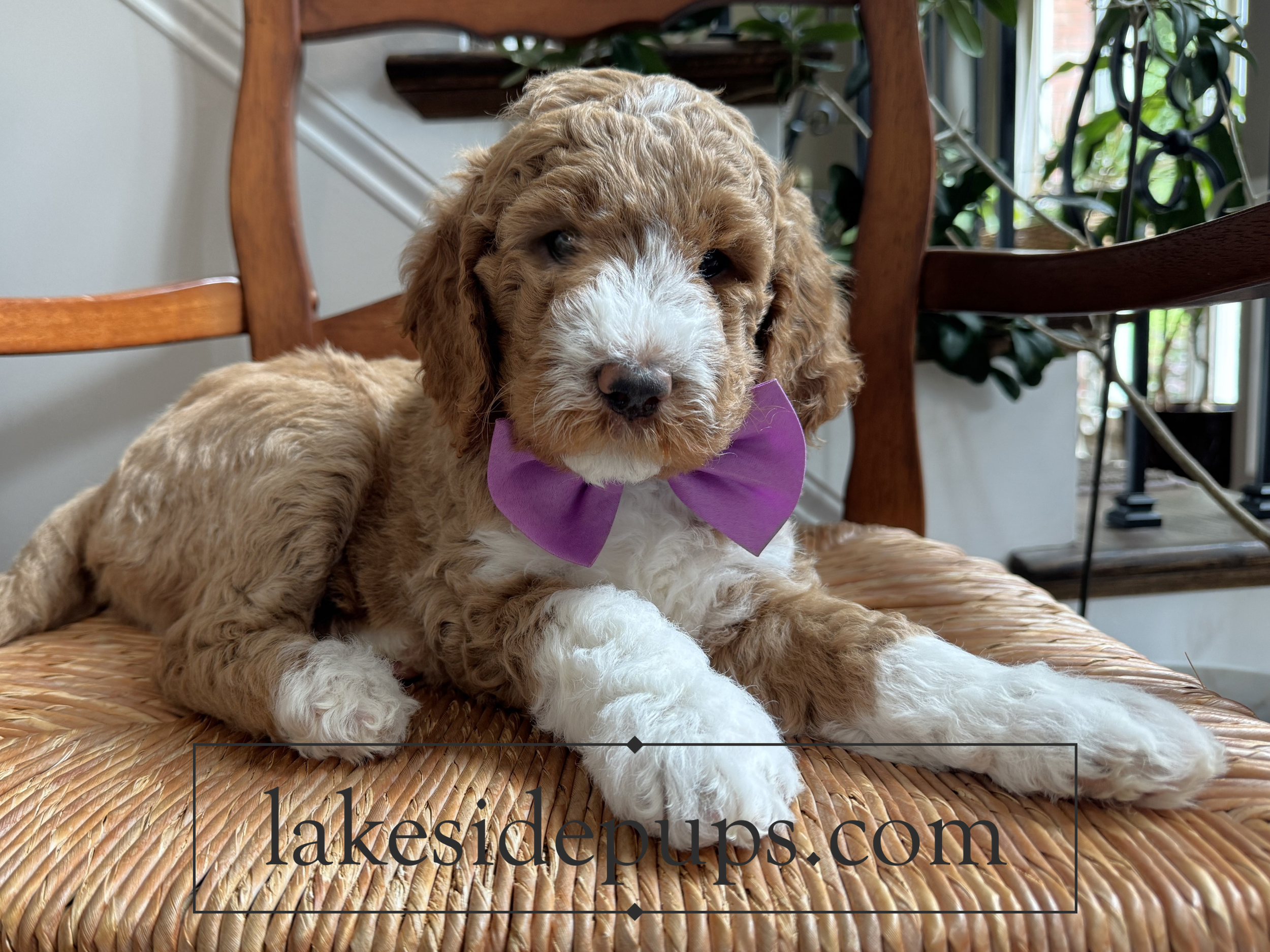 six weeks old
