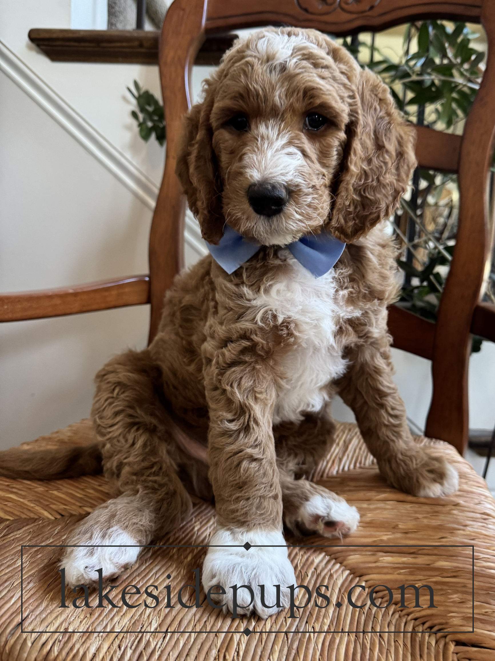 seven weeks old