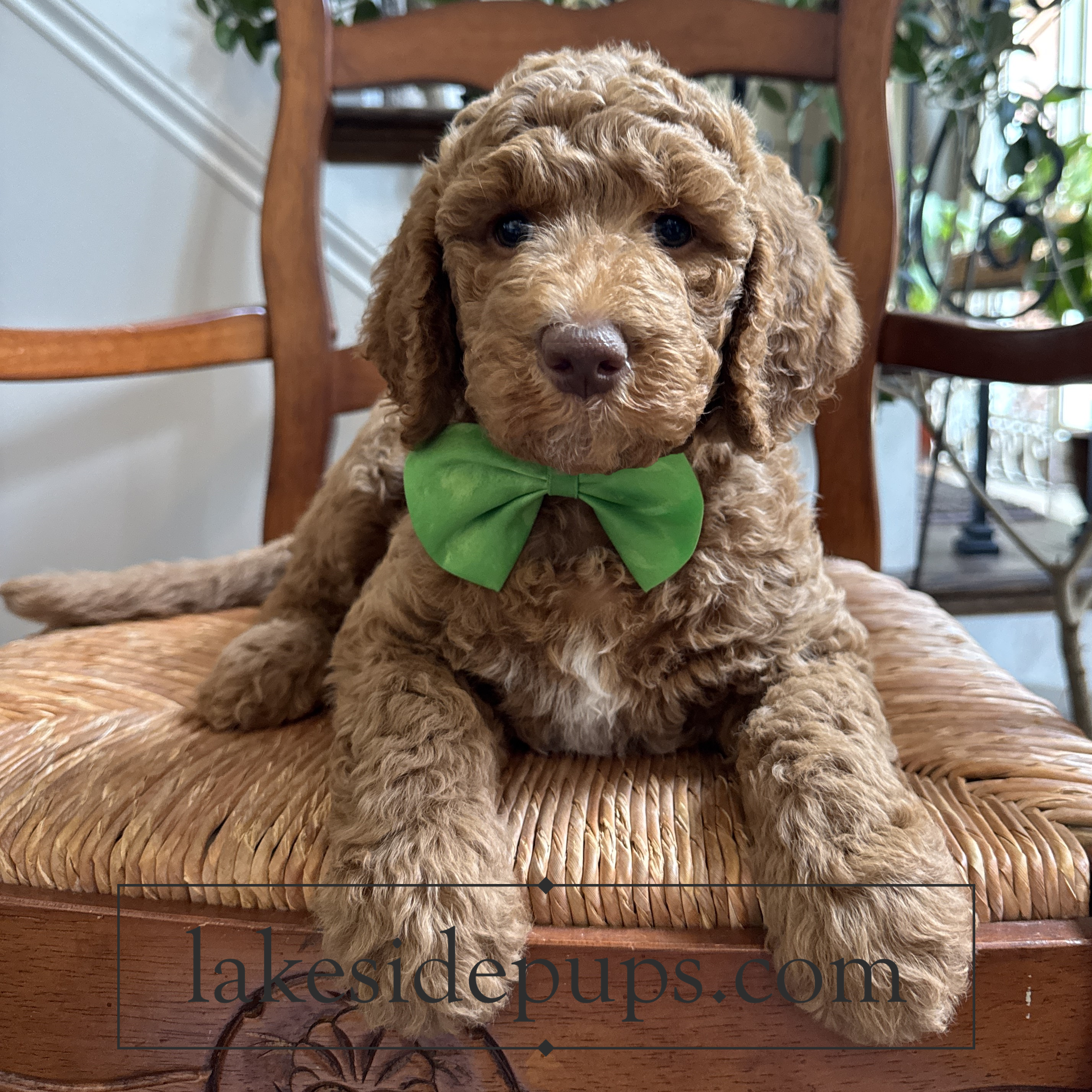 seven weeks old
