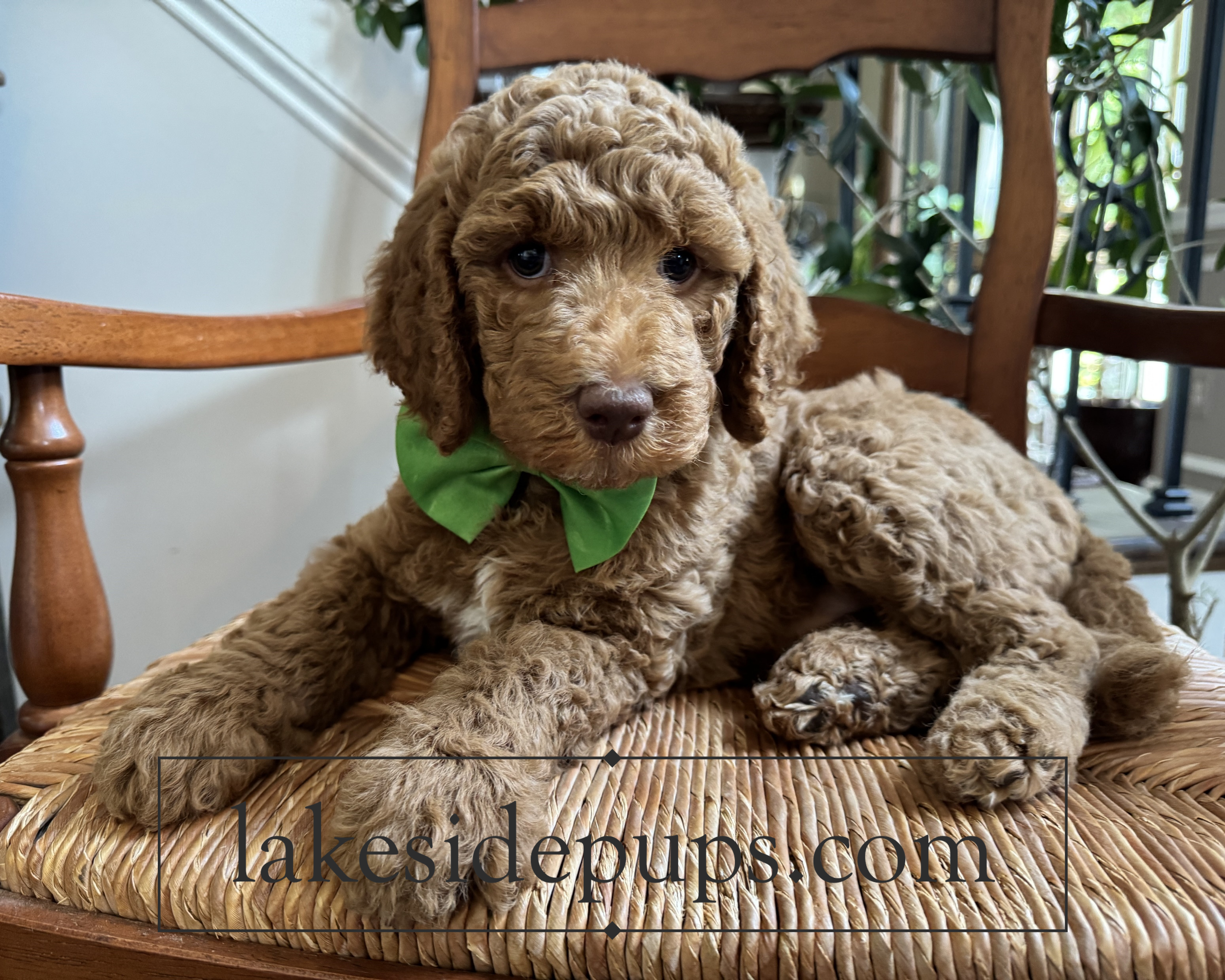 seven weeks old