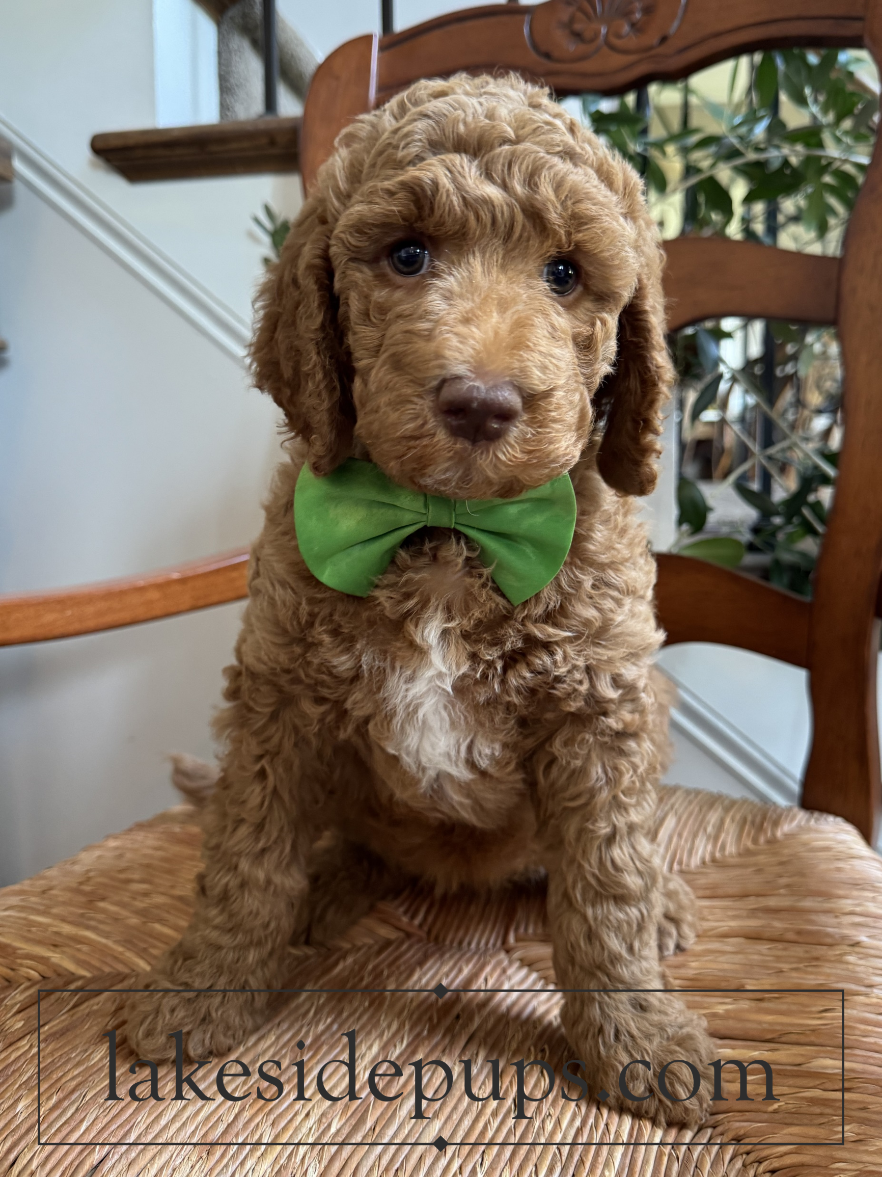 seven weeks old