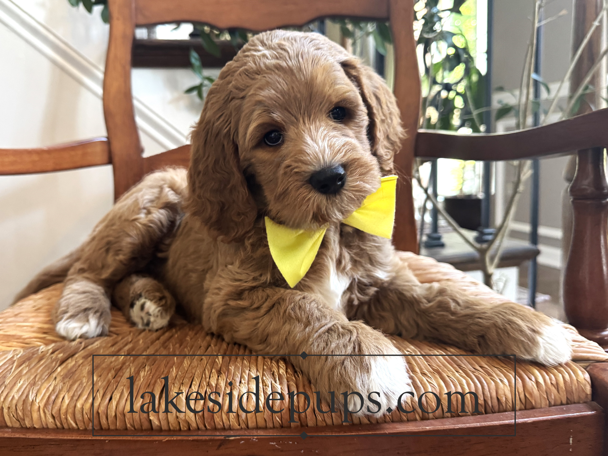 seven week old
