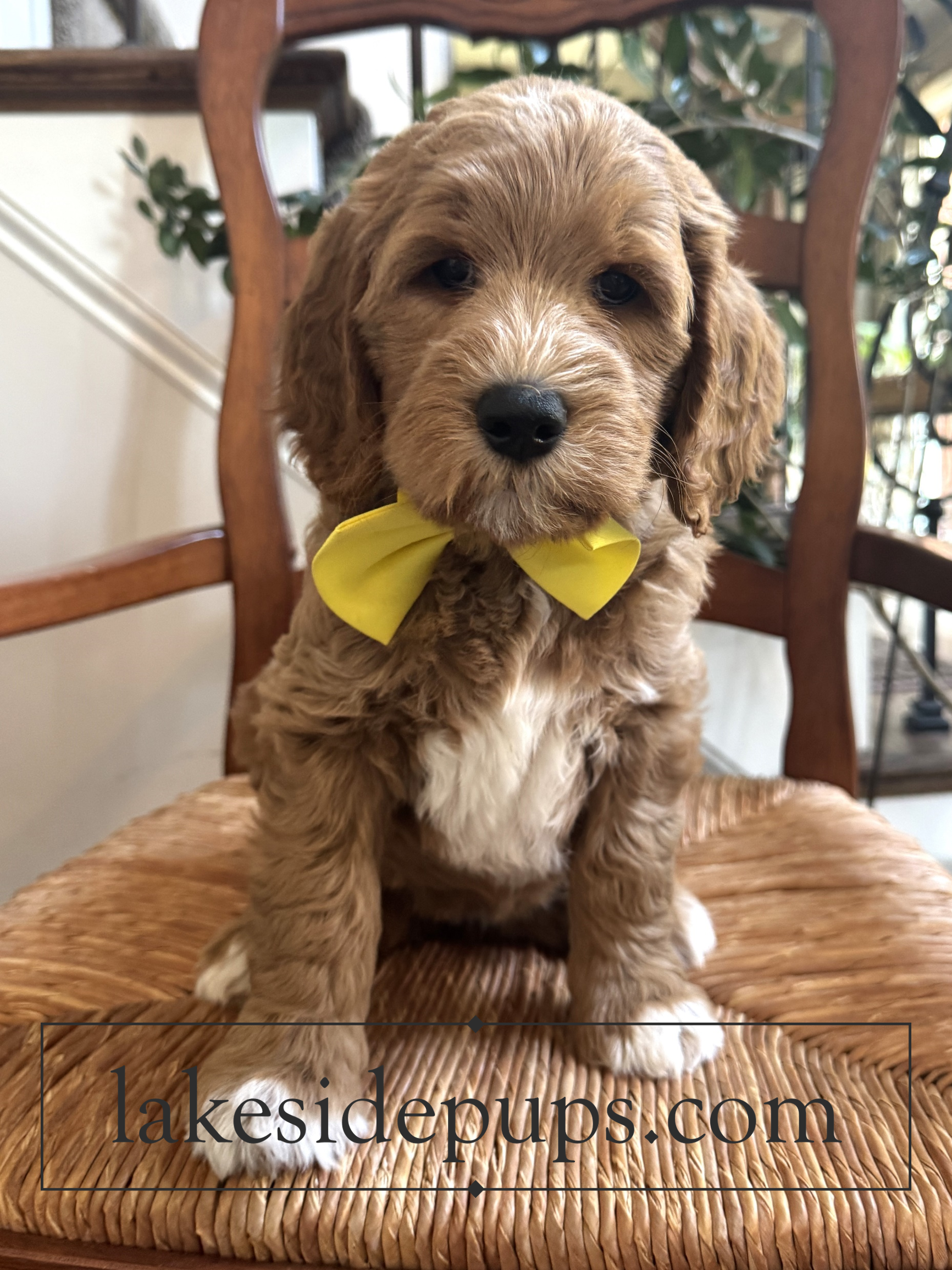 seven weeks old