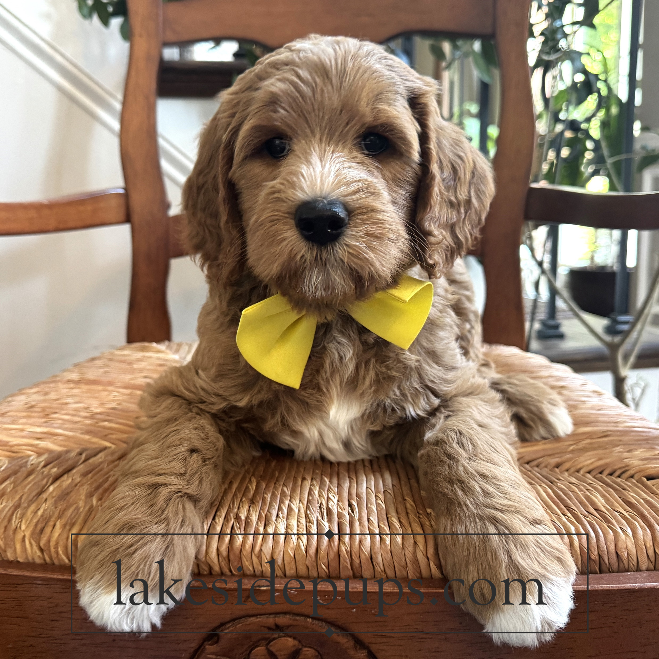 seven weeks old
