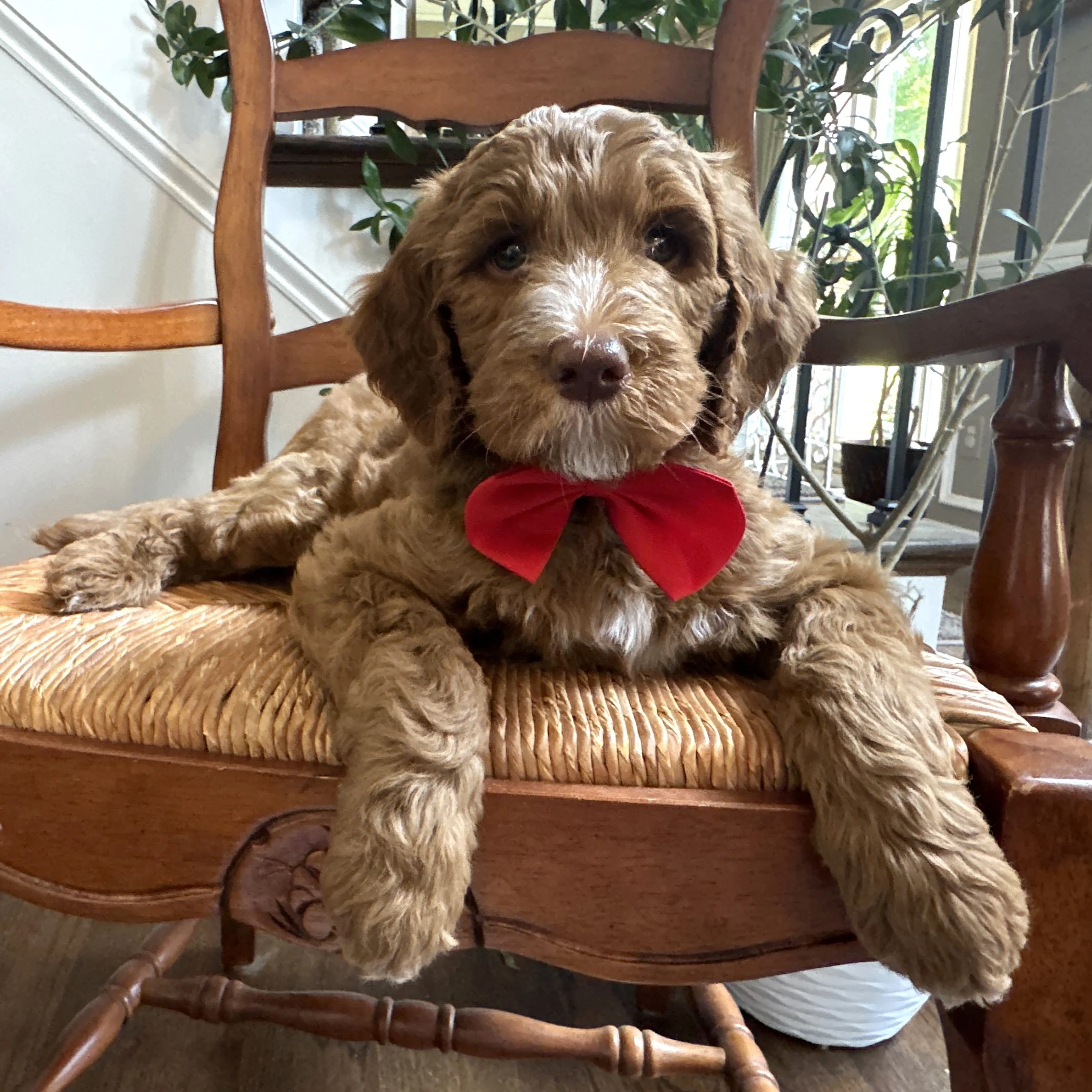 seven weeks old