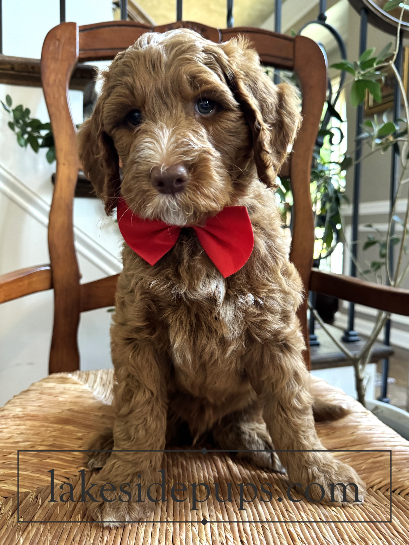 seven weeks old