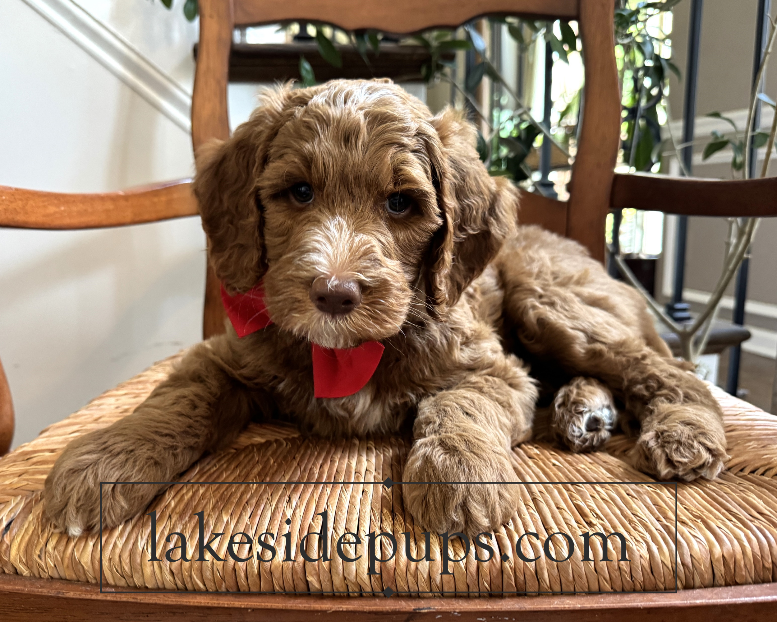 seven weeks old