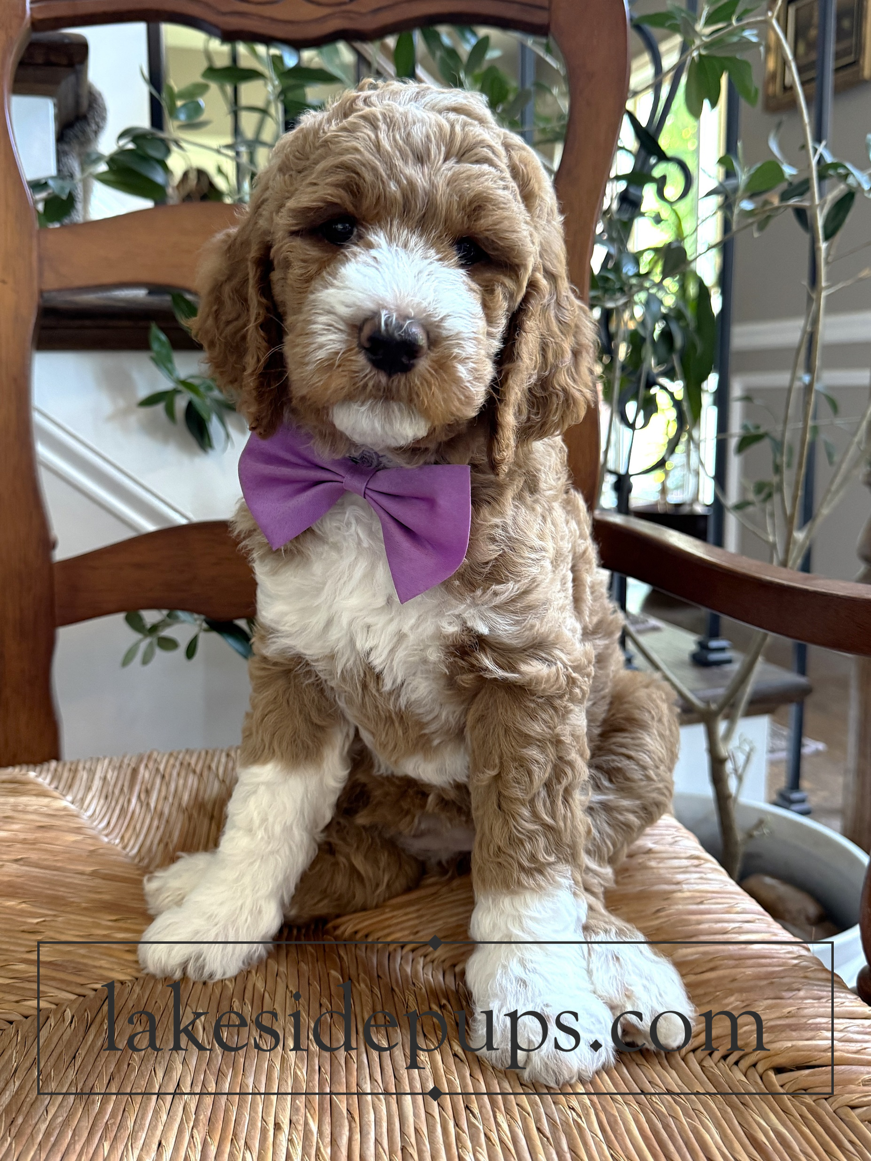 seven weeks old