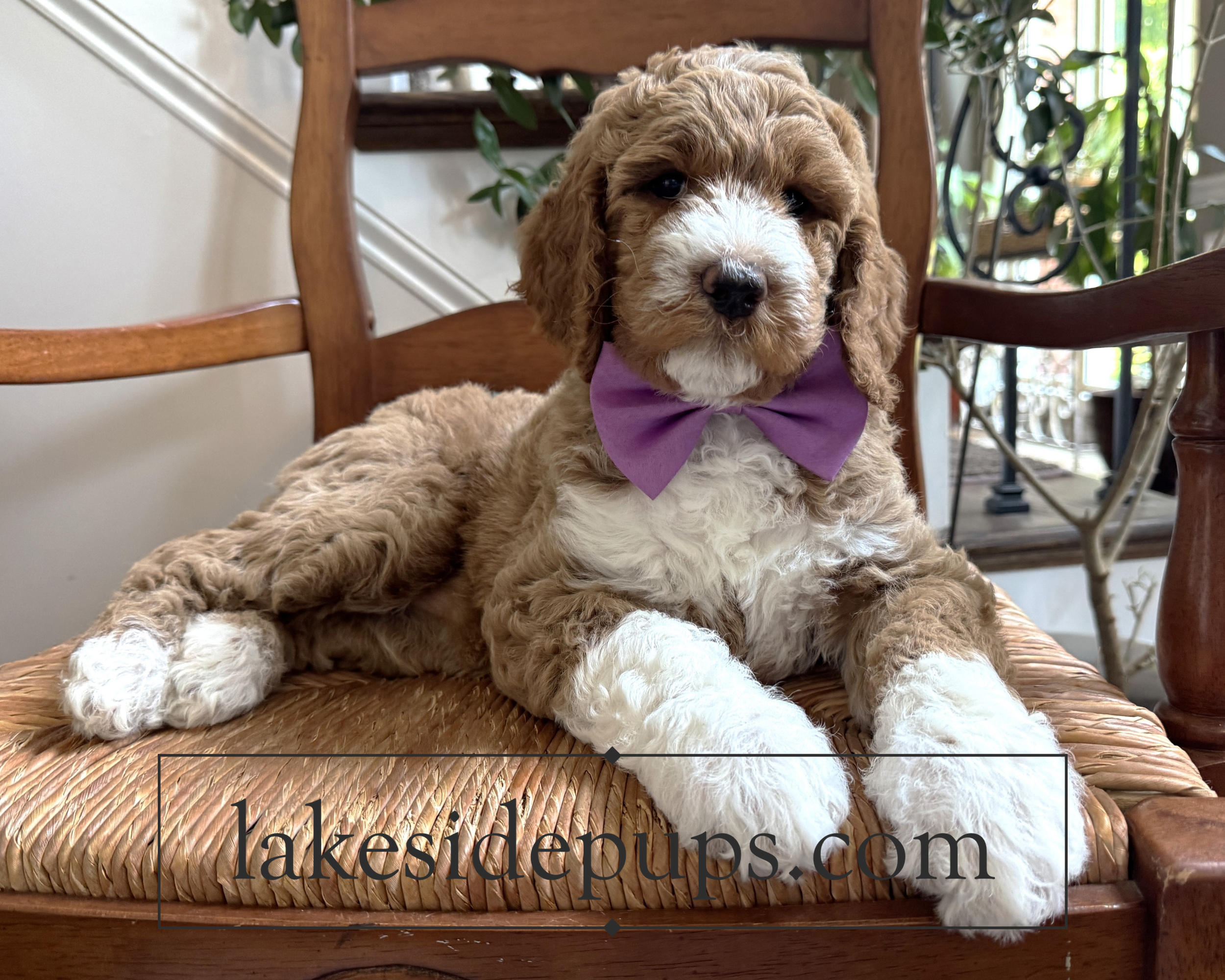 seven weeks old