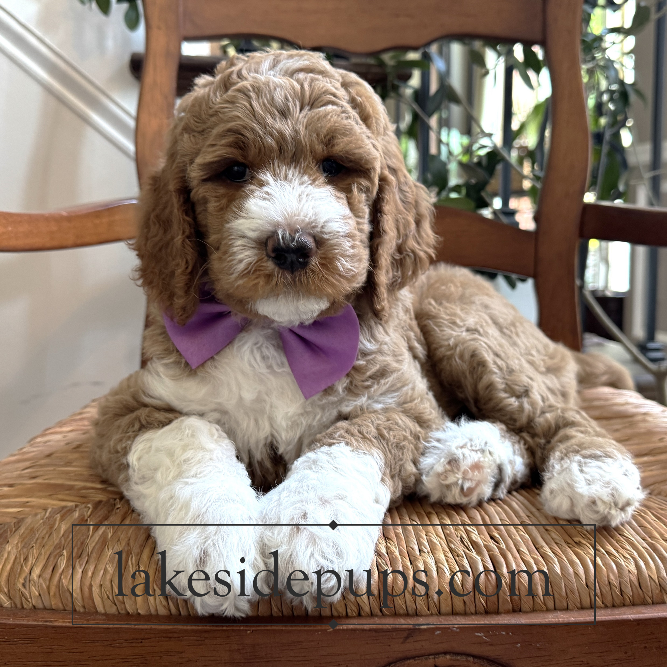 seven weeks old