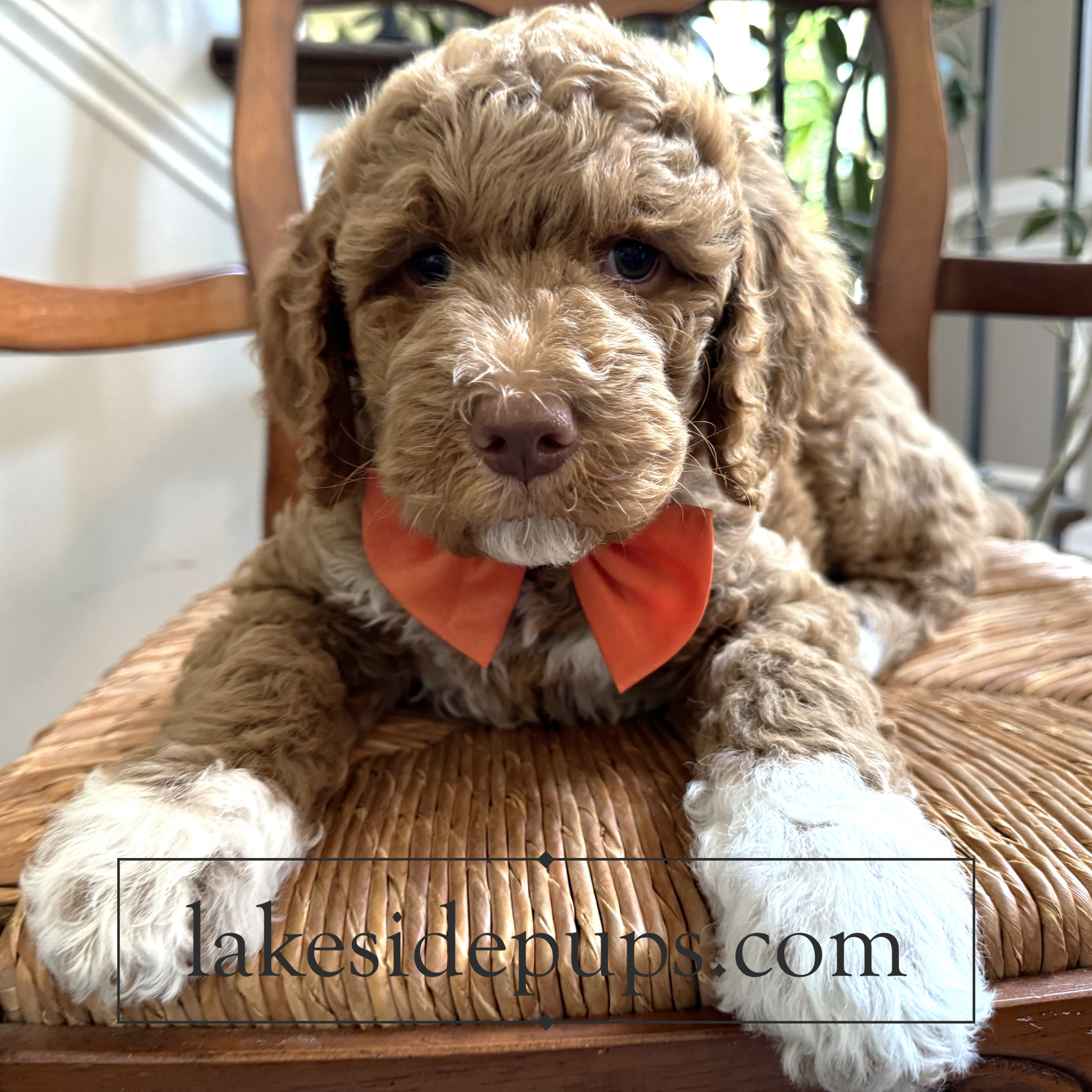 seven weeks old