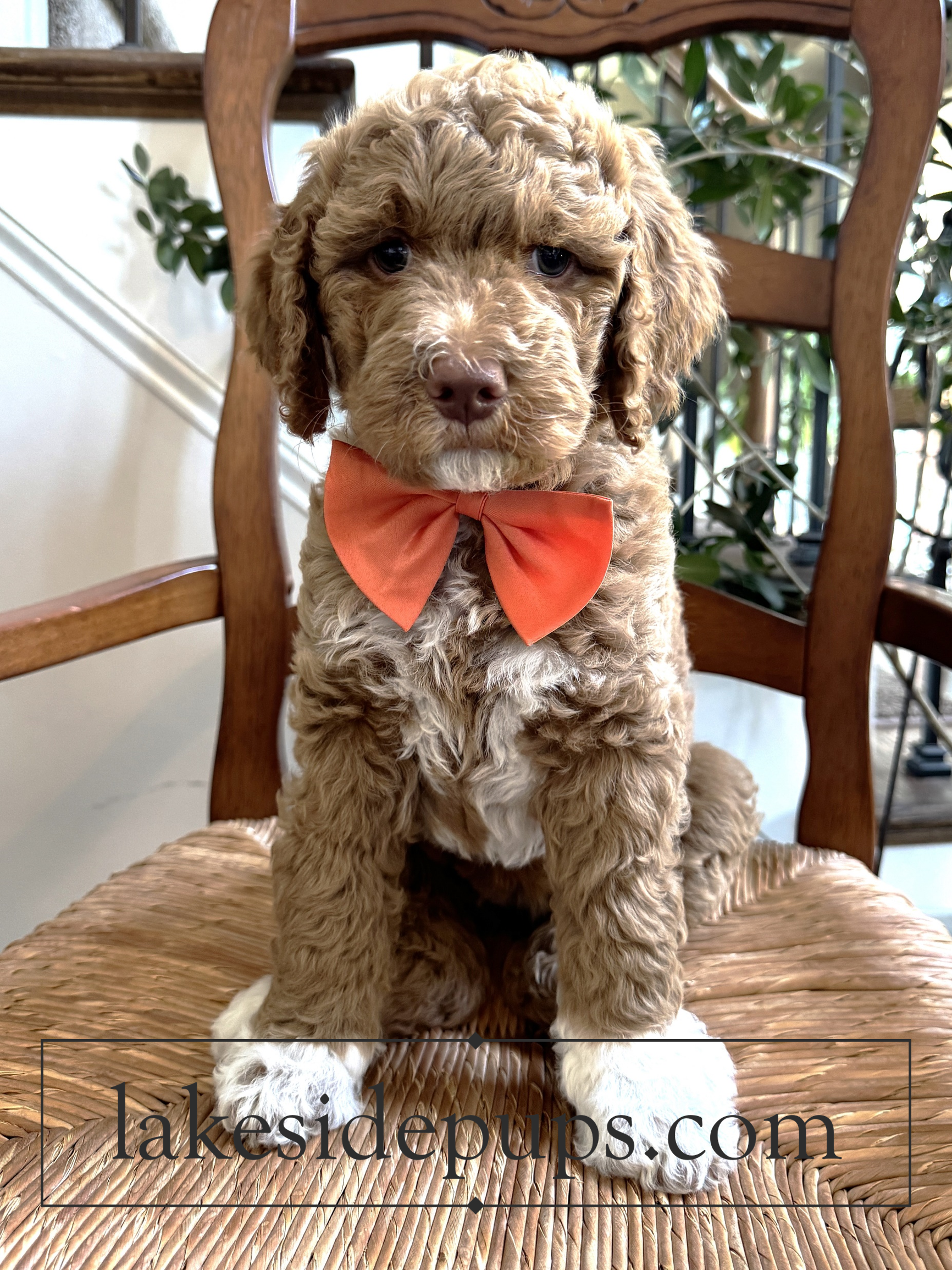 seven weeks old