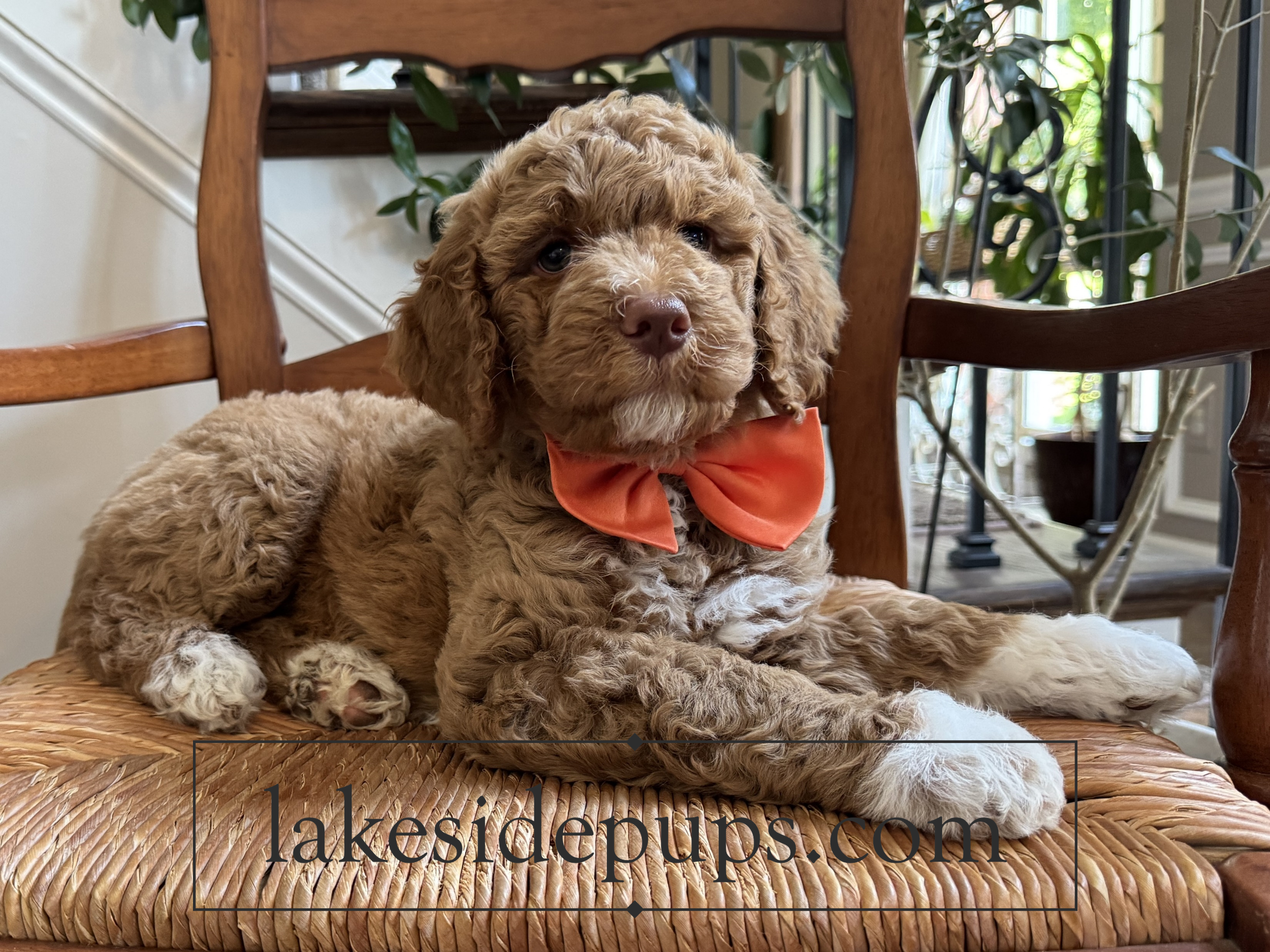 seven weeks old