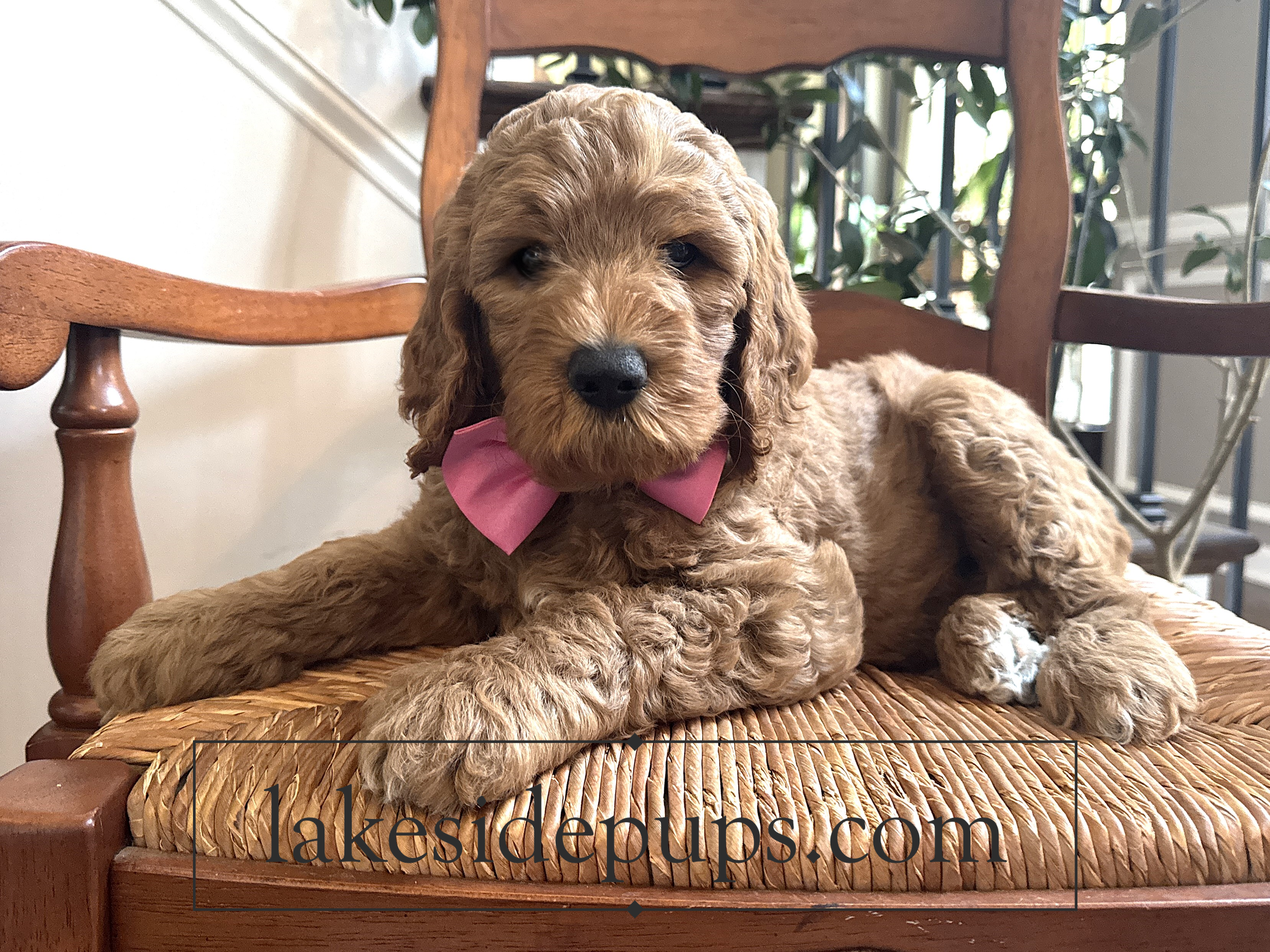 seven weeks old