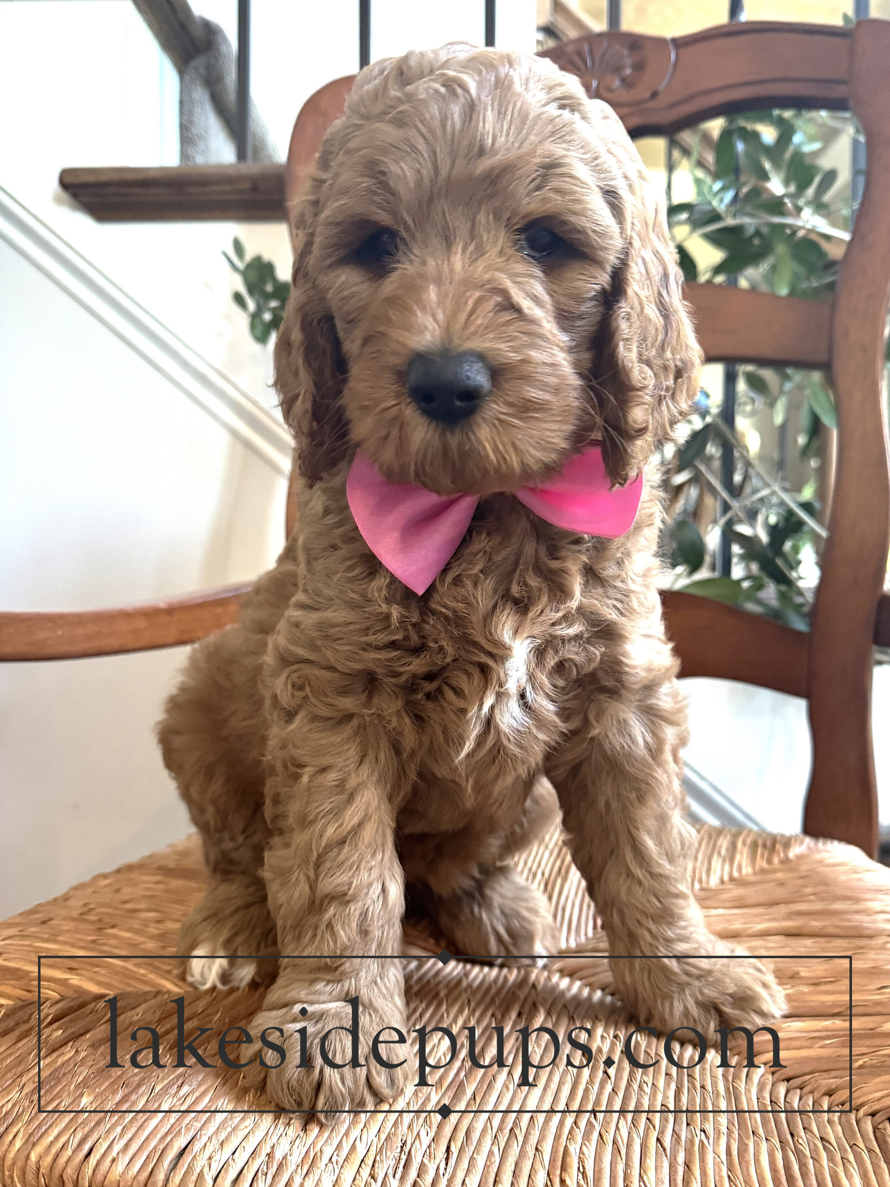 seven weeks old
