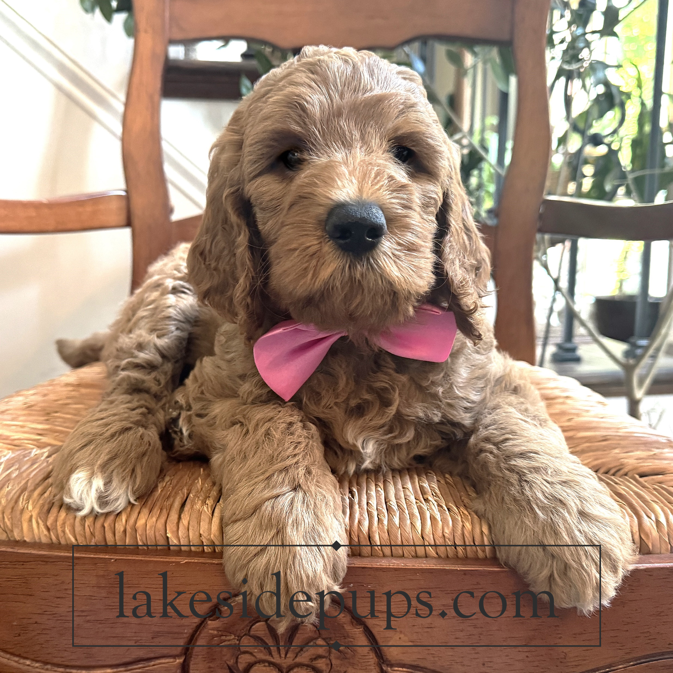 seven weeks old