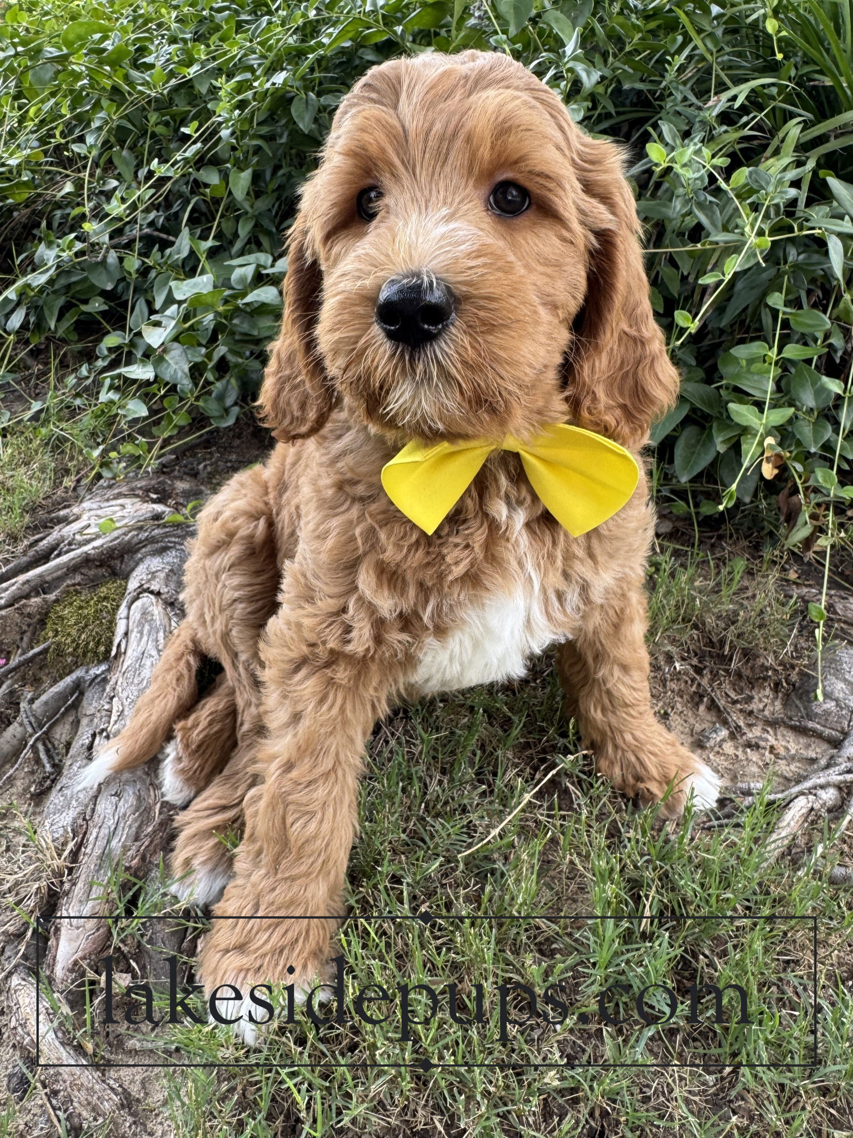 eight weeks old