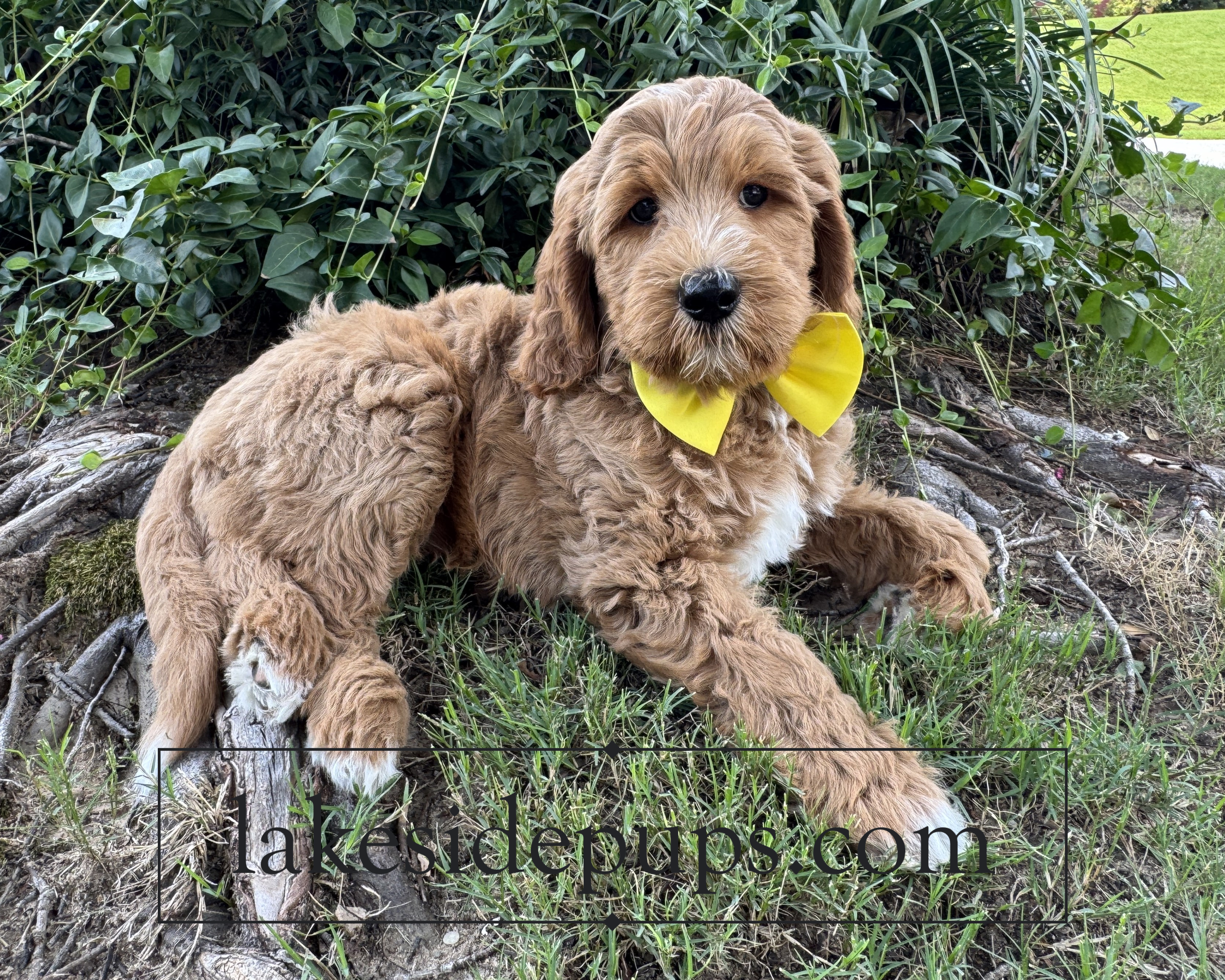 eight weeks old