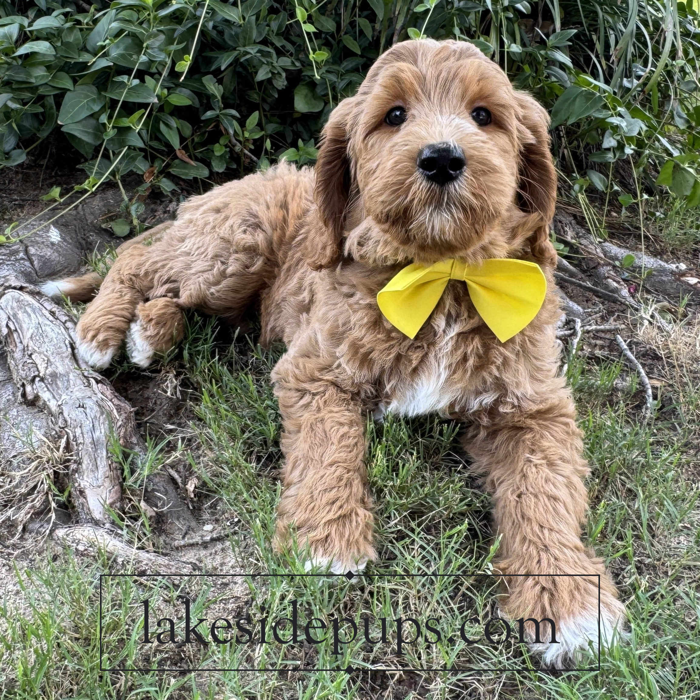 eight weeks old