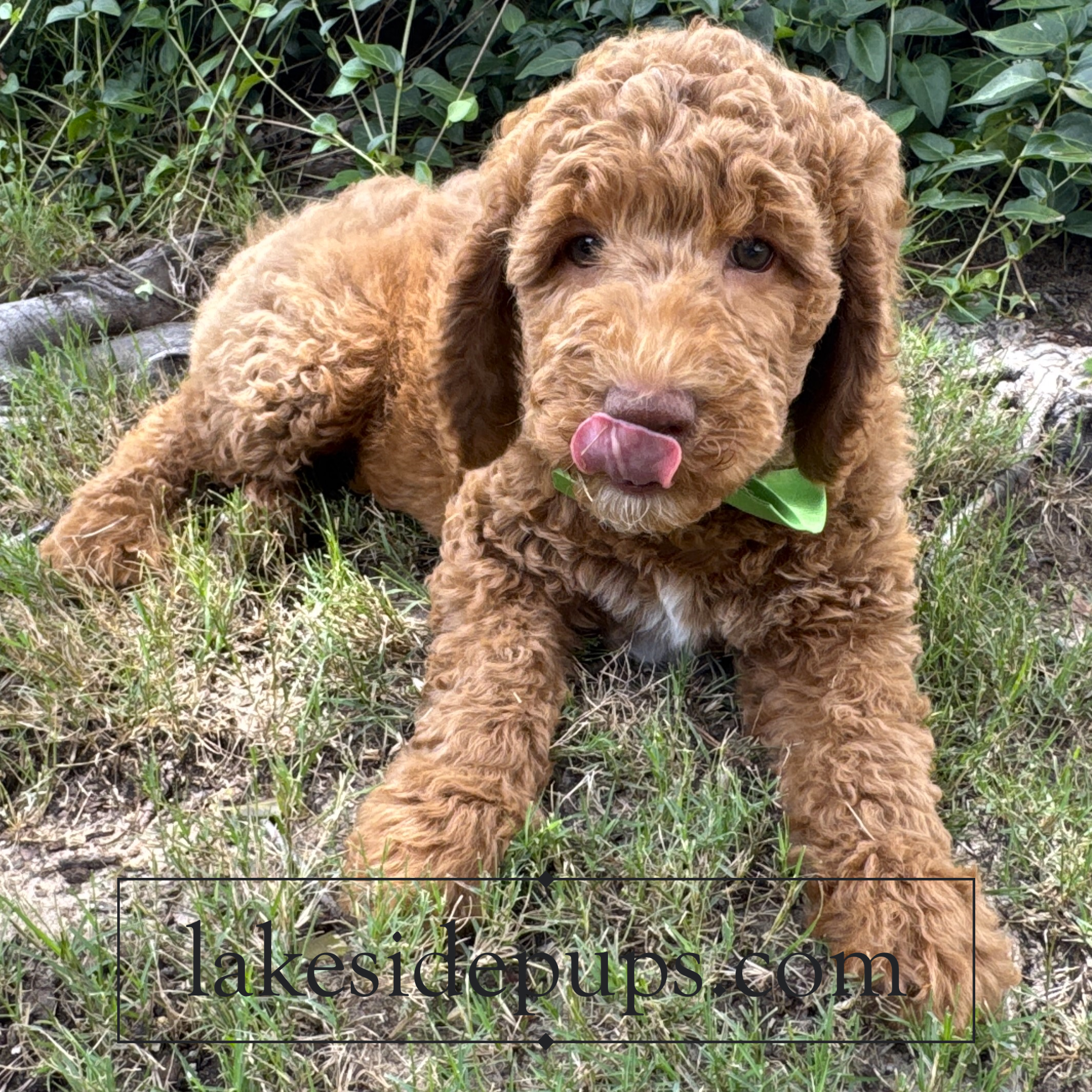 eight weeks old