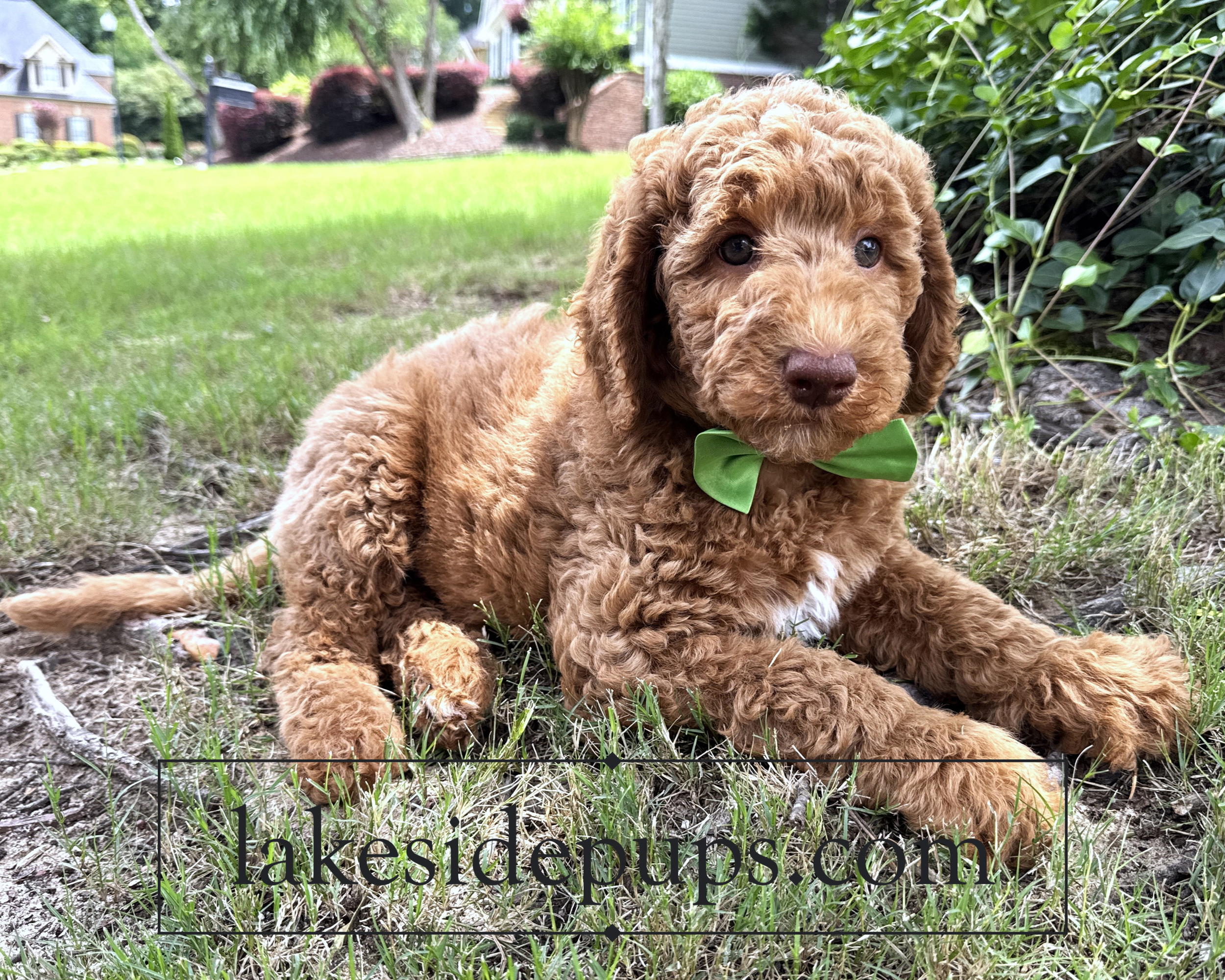 eight weeks old