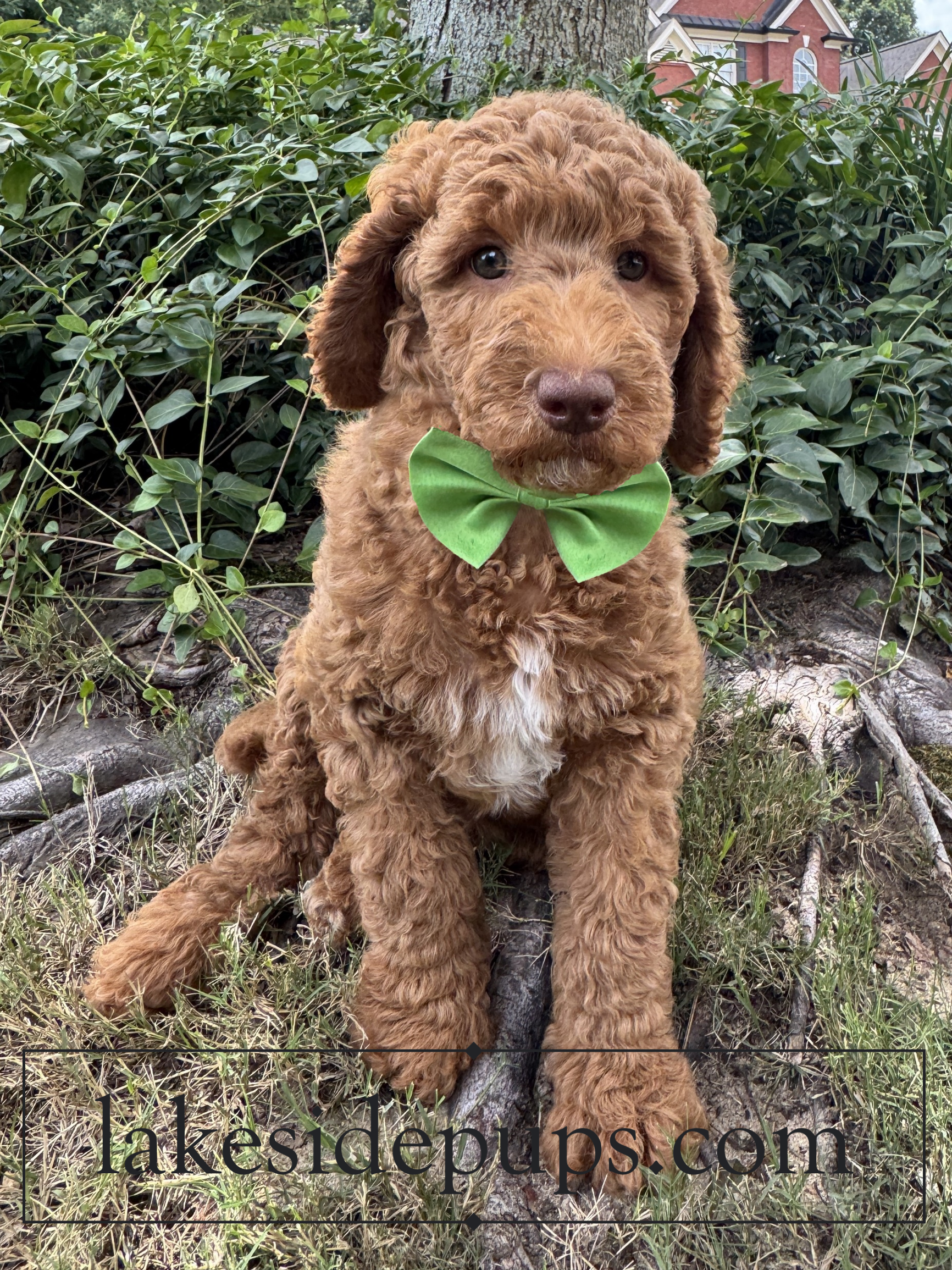 eight weeks old