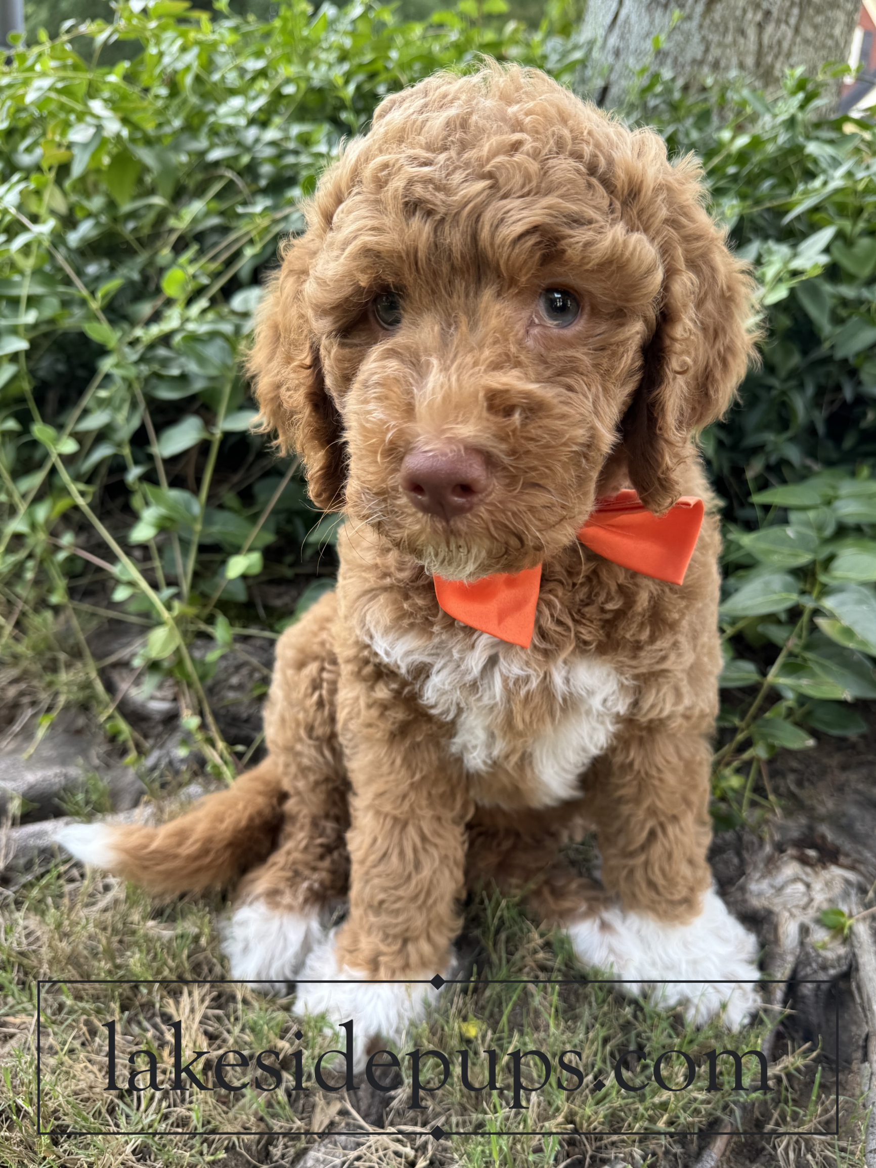 eight weeks old
