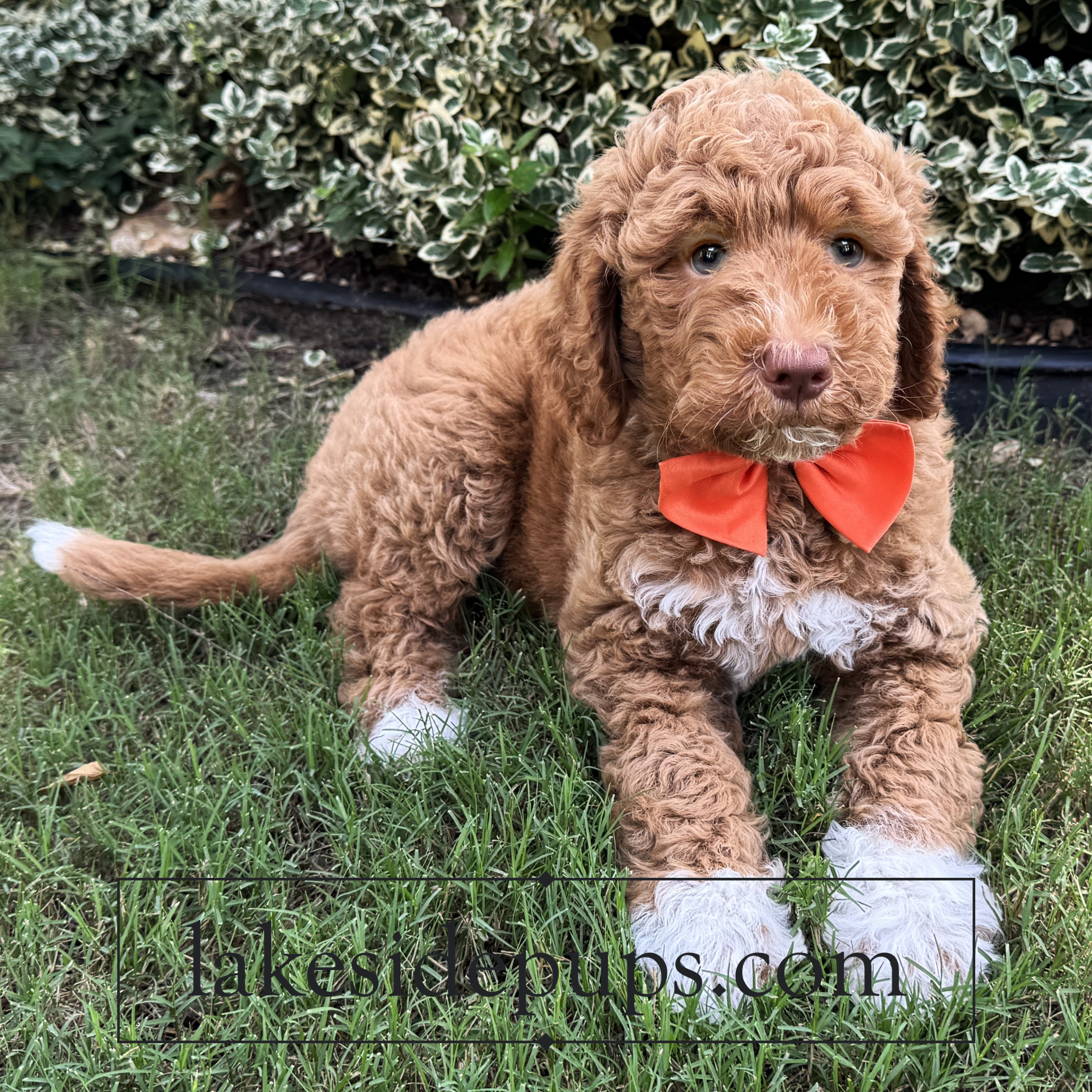 eight weeks old