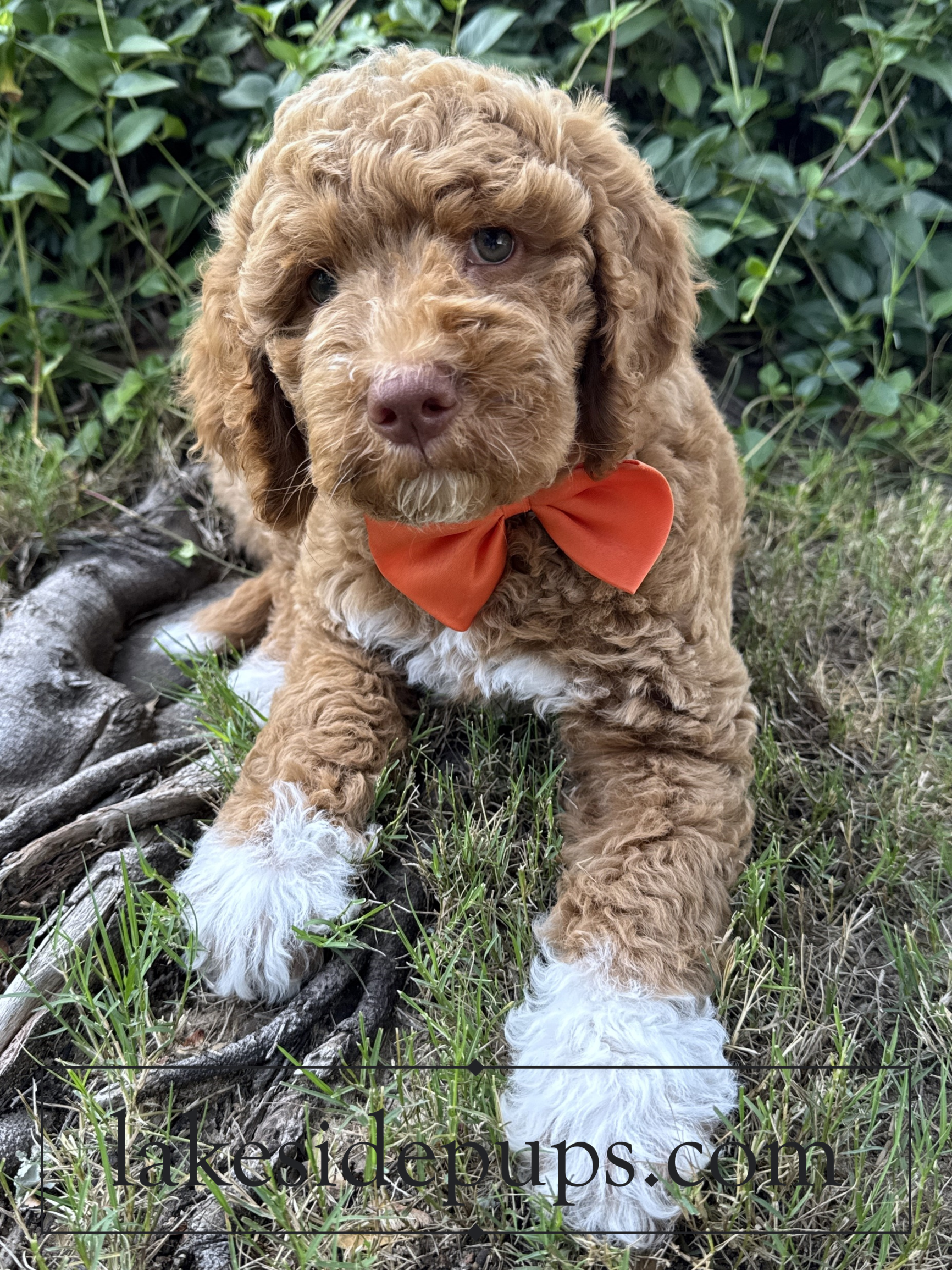 eight weeks old
