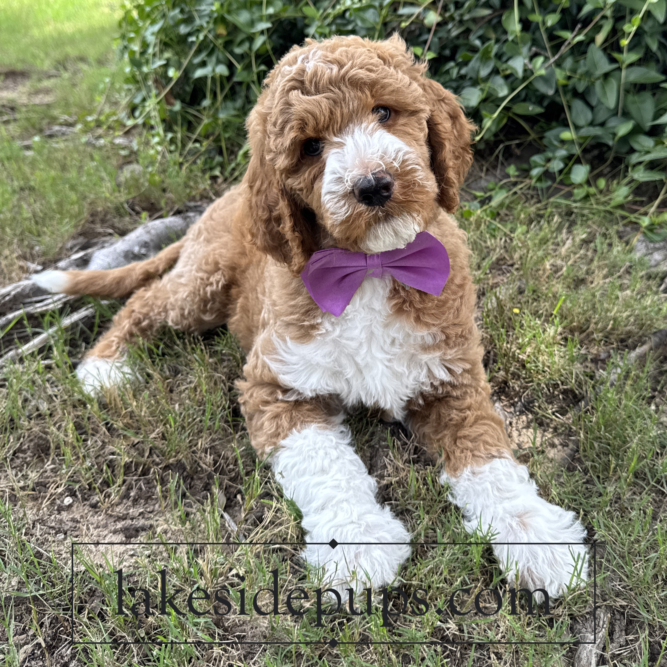 eight weeks old