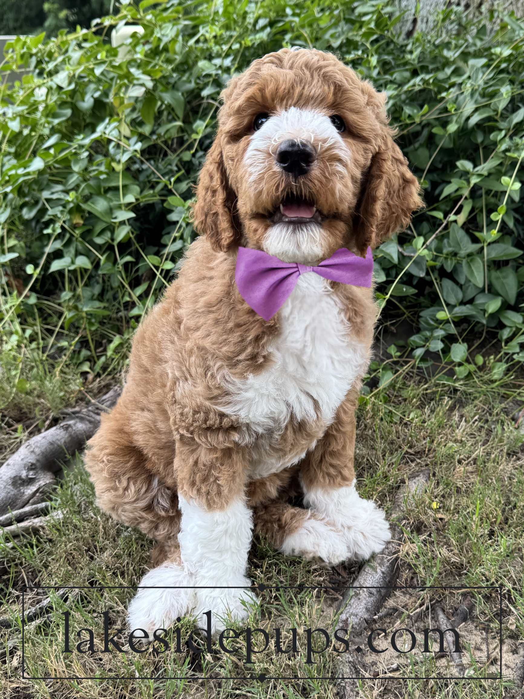 eight weeks old