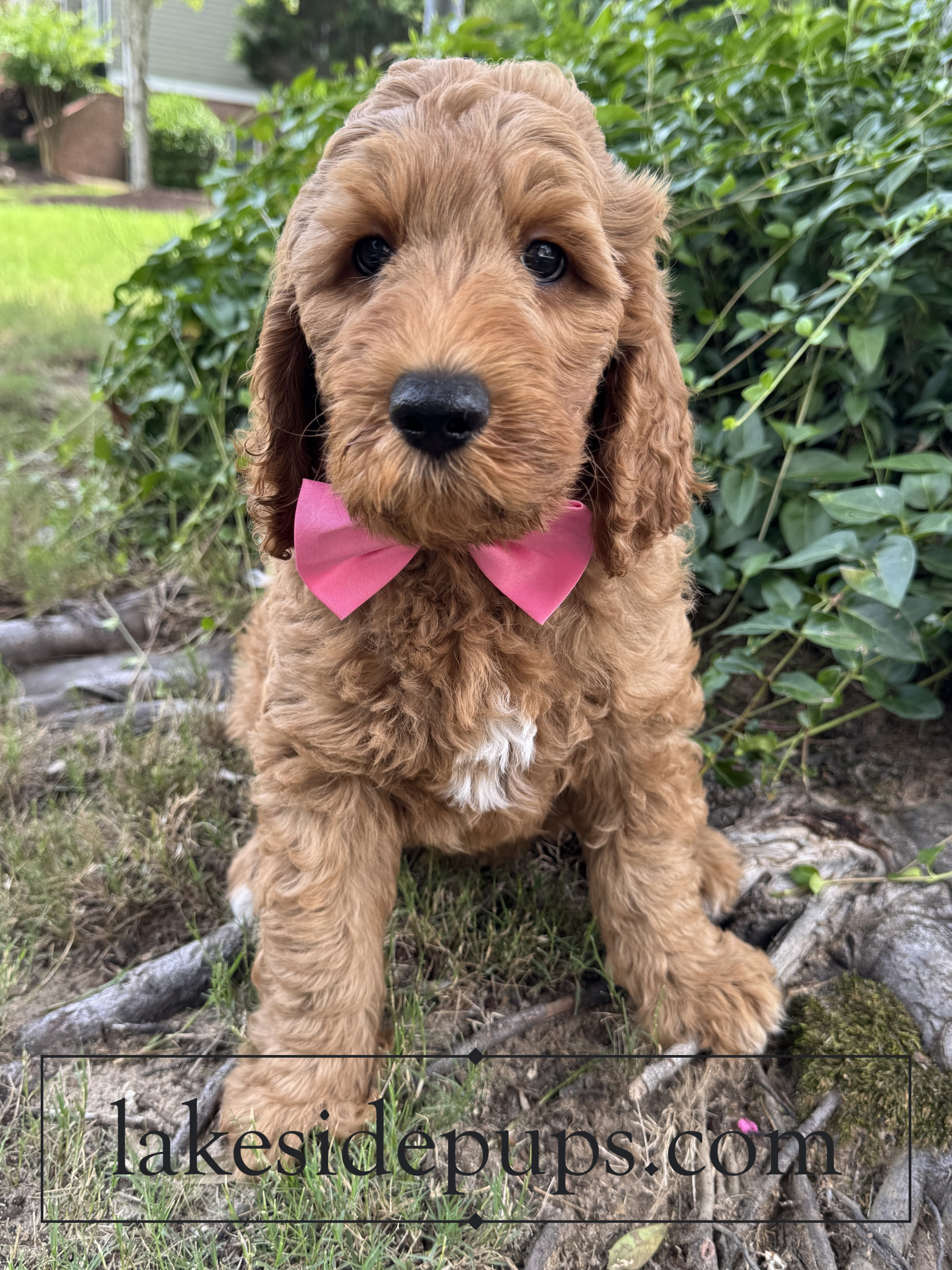 eight weeks old
